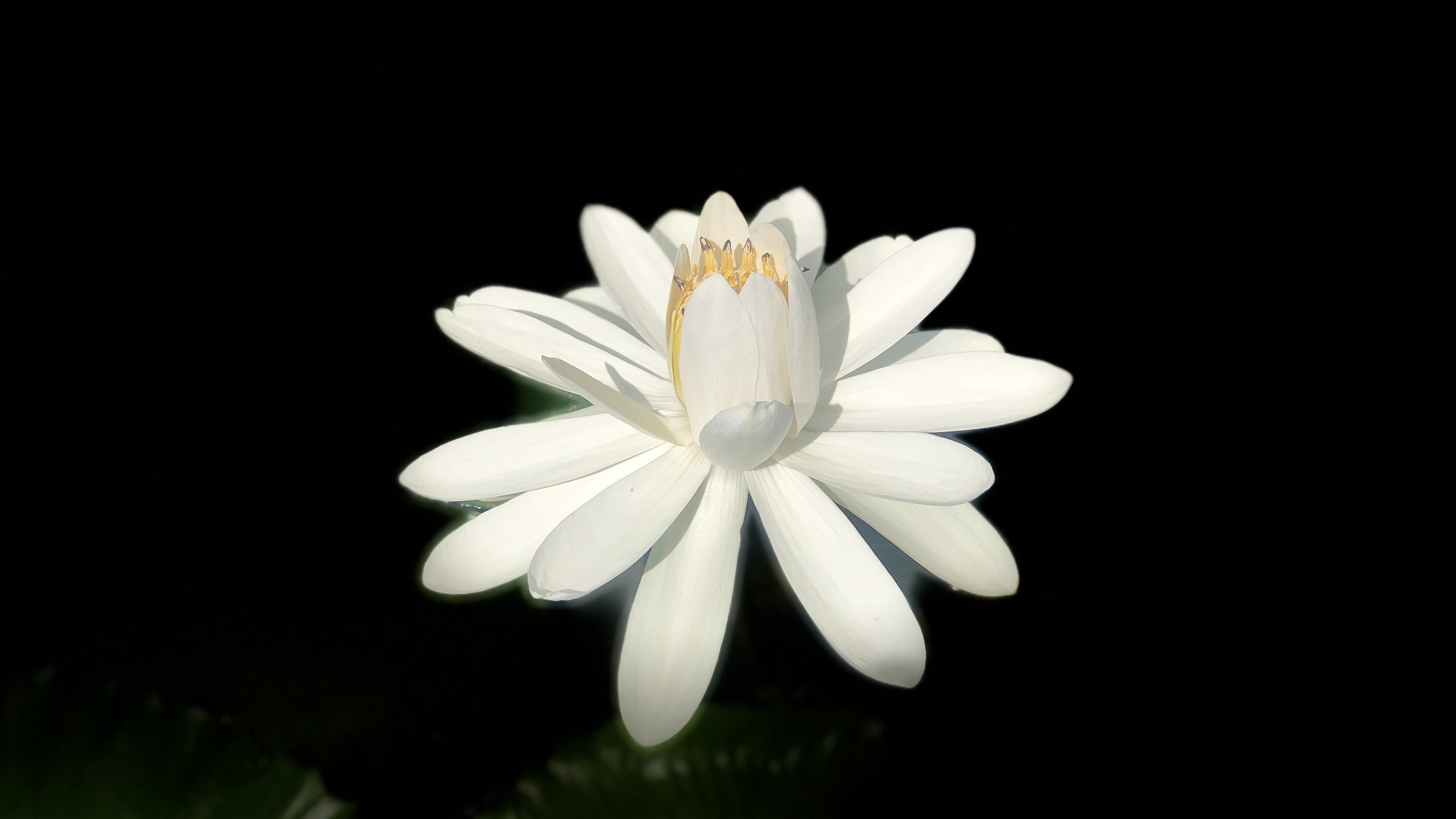 Weiße Blume Mit Schwarzem Hintergrund. Wallpaper in 3840x2160 Resolution