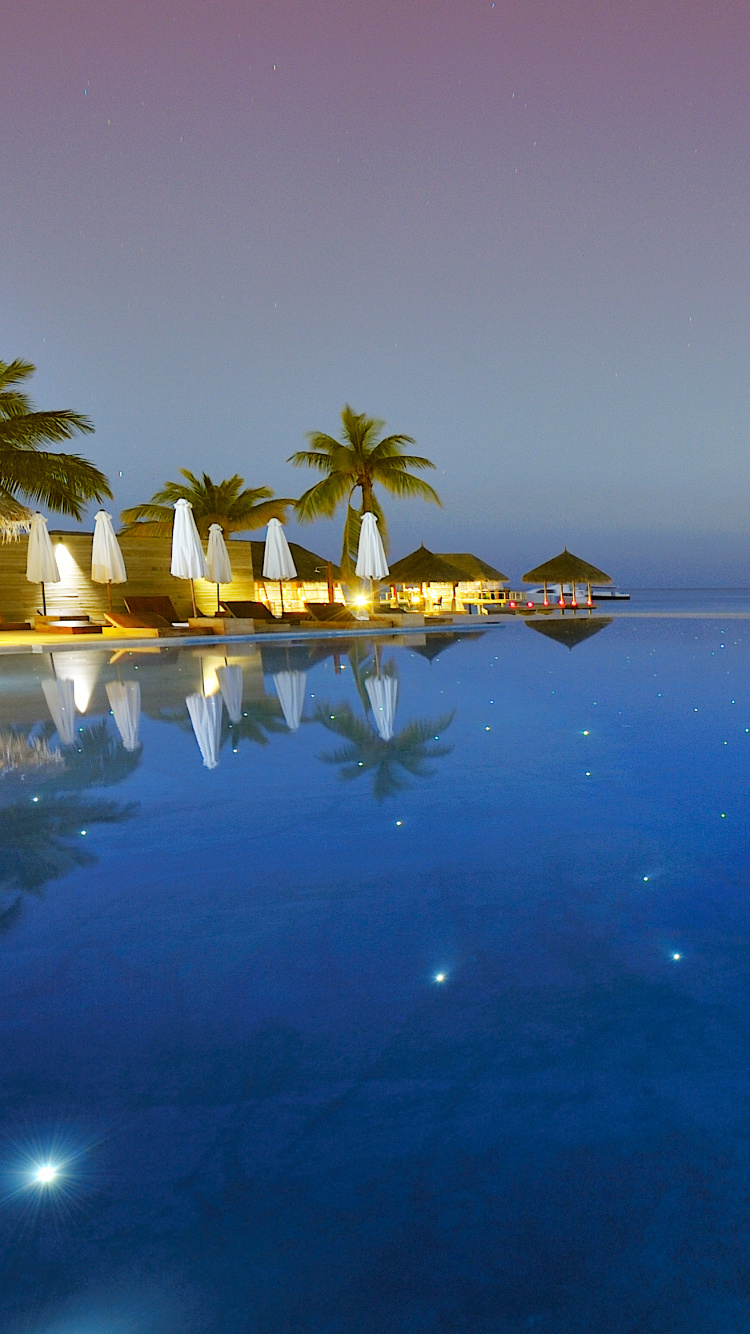 Palmier Vert Sur la Plage Pendant le Coucher du Soleil. Wallpaper in 750x1334 Resolution