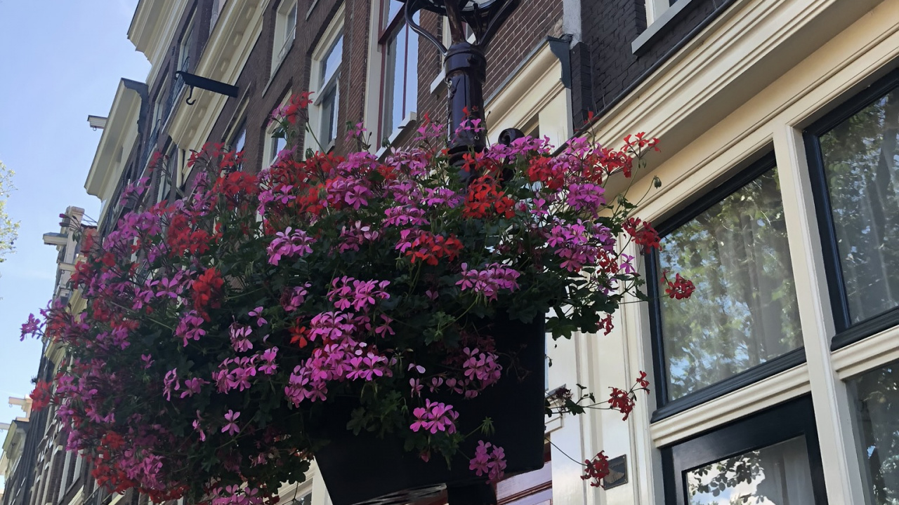 Flower, Magenta, Purple, Building, Facade. Wallpaper in 1280x720 Resolution