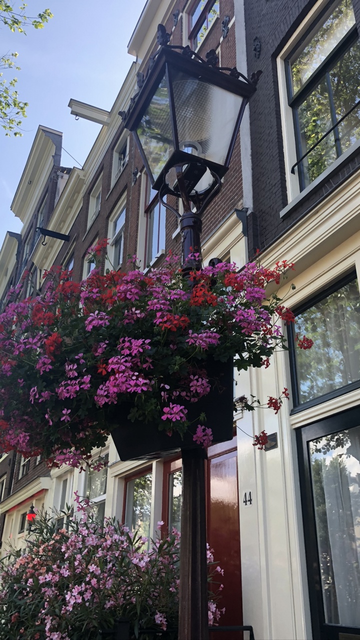 Flower, Magenta, Purple, Building, Facade. Wallpaper in 720x1280 Resolution