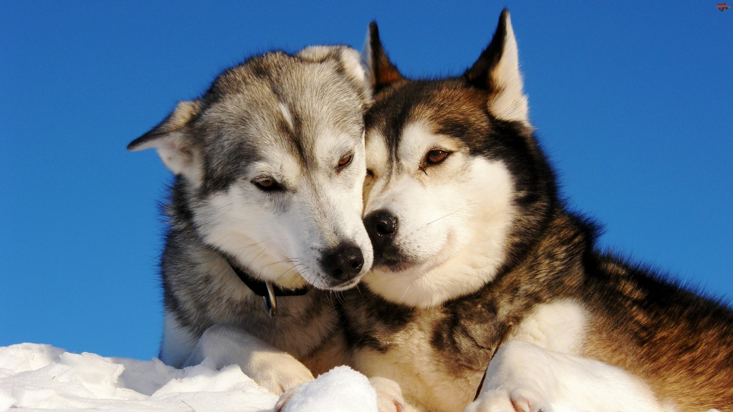 Schwarz-Weiß-Siberian Husky Auf Schneebedecktem Boden Tagsüber. Wallpaper in 2560x1440 Resolution