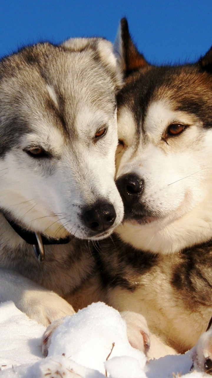 Black and White Siberian Husky on Snow Covered Ground During Daytime. Wallpaper in 720x1280 Resolution