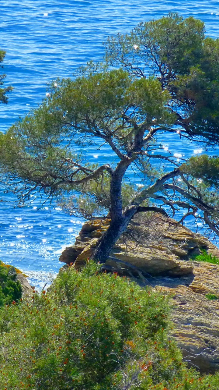 Green Trees Near Body of Water During Daytime. Wallpaper in 720x1280 Resolution