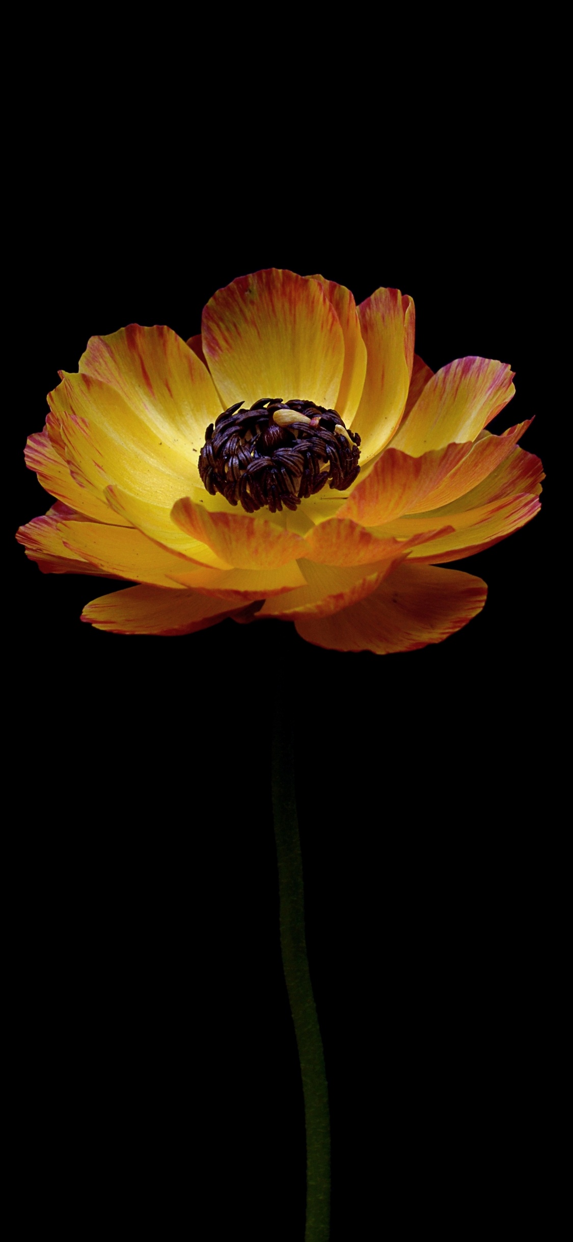 Gelbe Blume Auf Schwarzem Hintergrund. Wallpaper in 1125x2436 Resolution