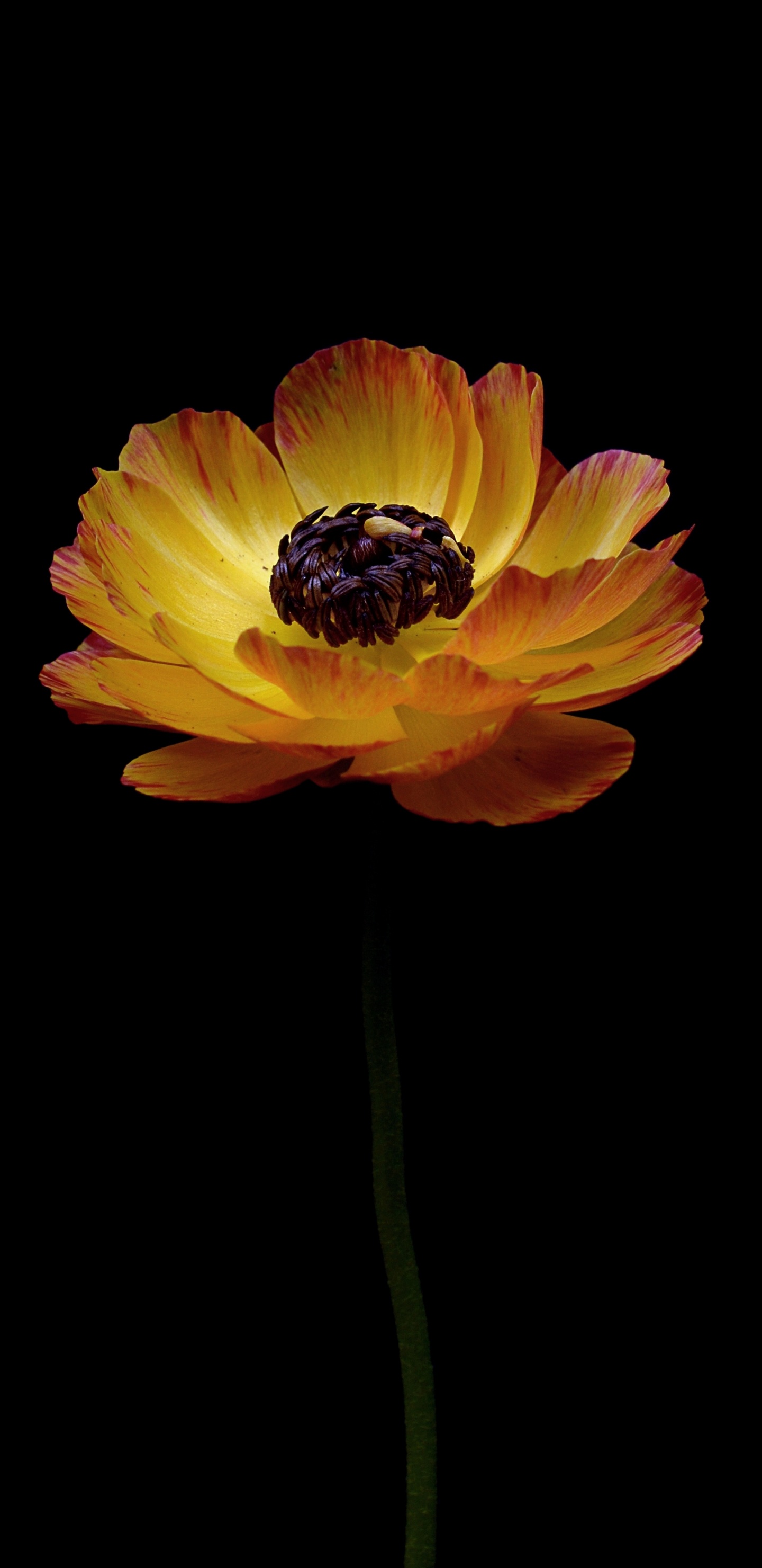 Gelbe Blume Auf Schwarzem Hintergrund. Wallpaper in 1440x2960 Resolution