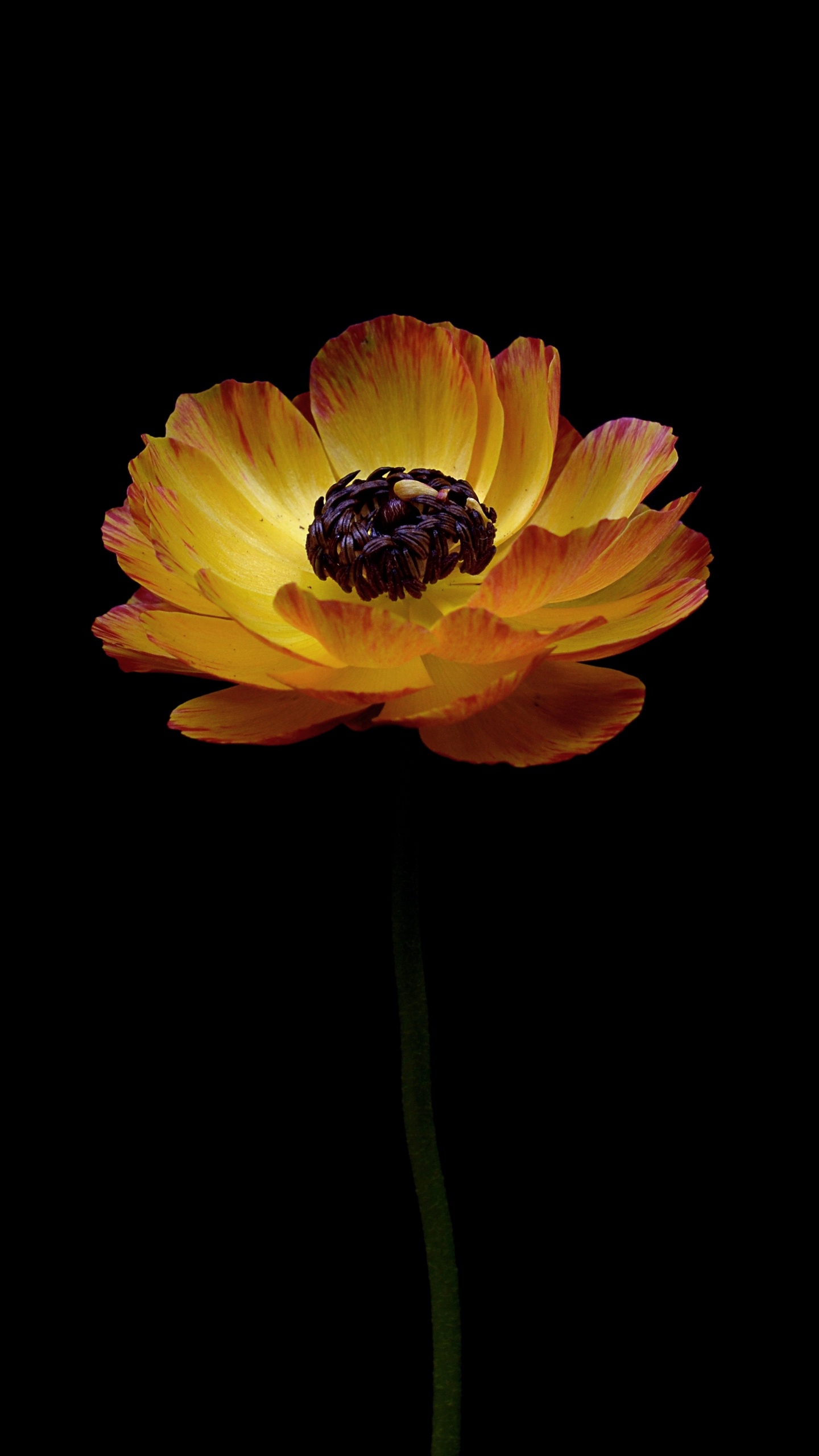 Fleur Jaune Sur Fond Noir. Wallpaper in 1440x2560 Resolution