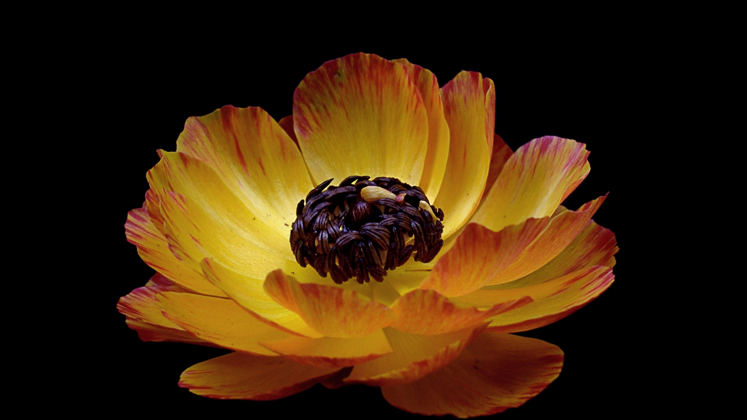 Fleur Jaune Sur Fond Noir. Wallpaper in 2560x1440 Resolution