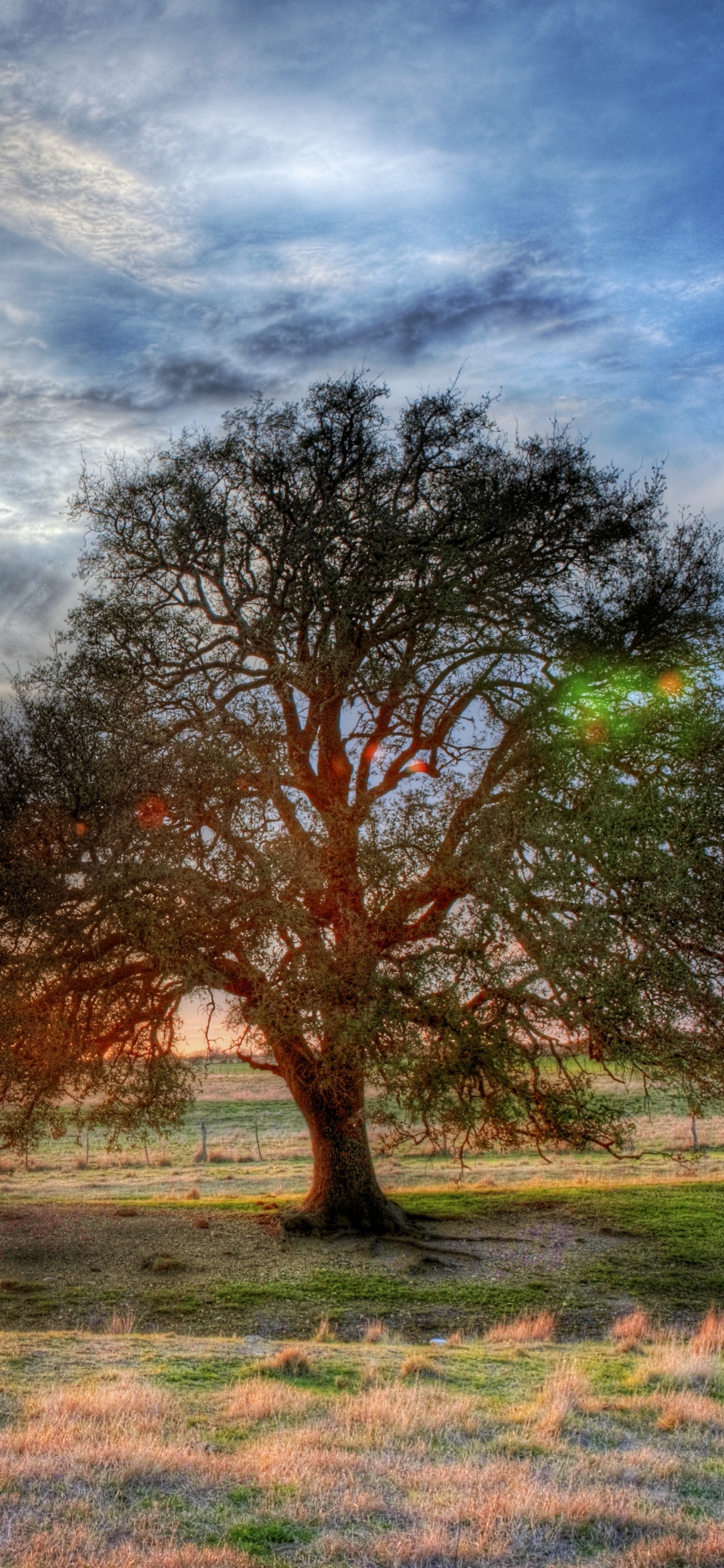 Grüner Baum Auf Brauner Wiese Bei Sonnenuntergang. Wallpaper in 1125x2436 Resolution