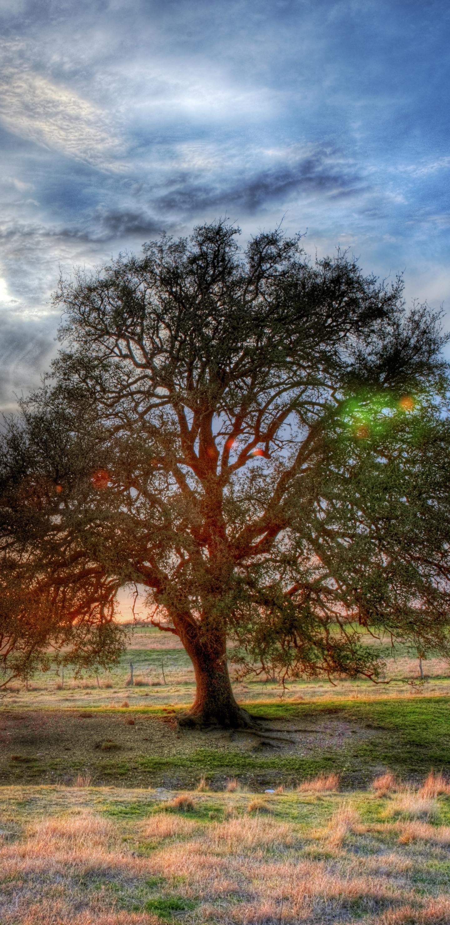 得克萨斯州, 早上, 阳光, 生态系统, 气氛 壁纸 1440x2960 允许