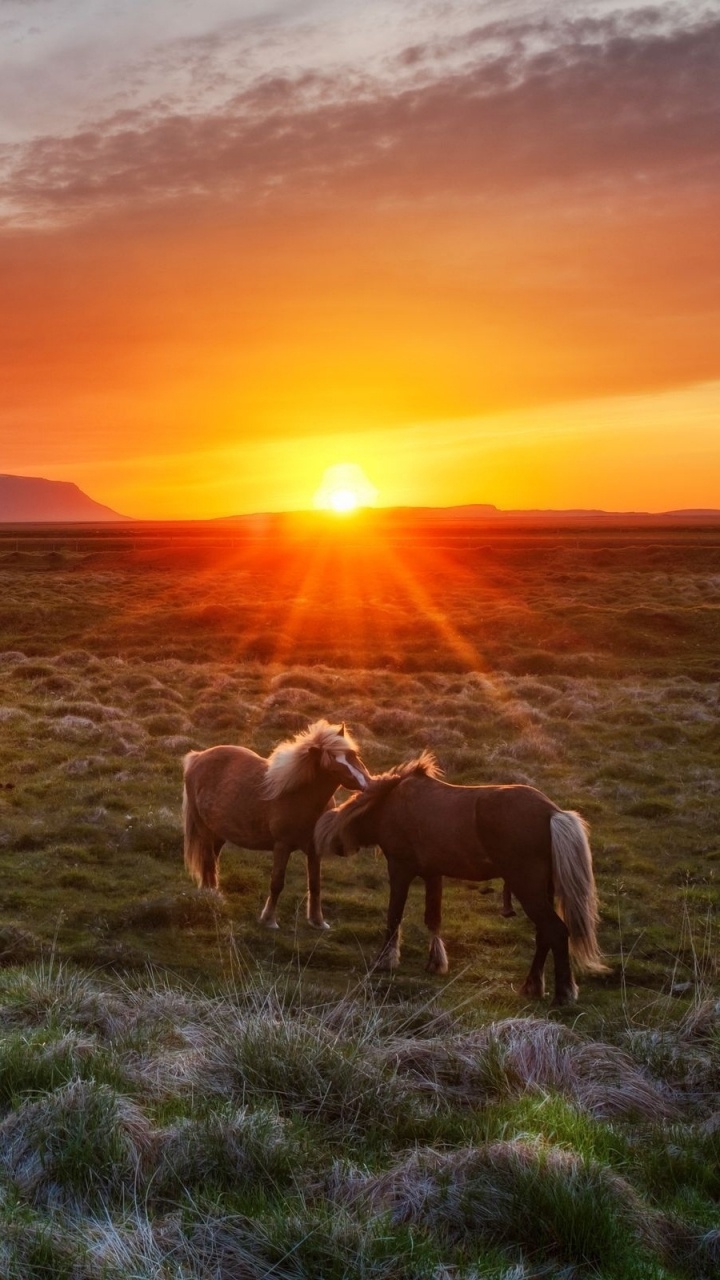 Pferdeherde Auf Grüner Wiese Bei Sonnenuntergang. Wallpaper in 720x1280 Resolution