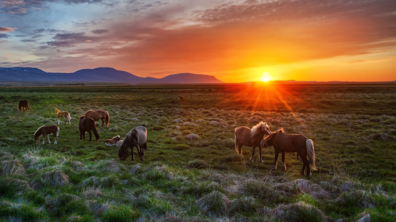 Herd of Horses on Green Grass Field During Sunset. Wallpaper in 1366x768 Resolution