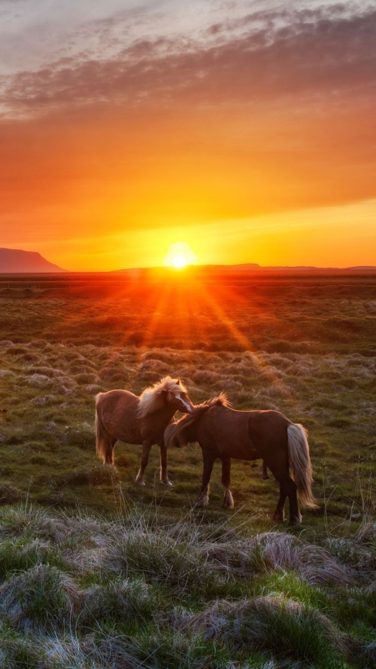 Herd of Horses on Green Grass Field During Sunset. Wallpaper in 750x1334 Resolution