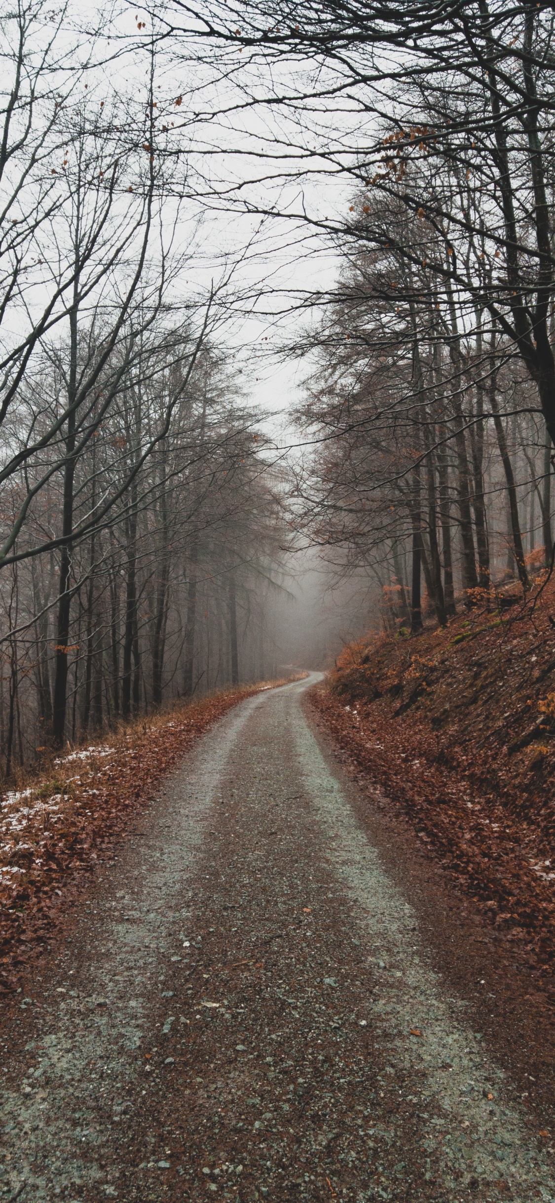 Paysage Naturel, Nature, Forêt, Environnement Naturel, Woodland. Wallpaper in 1125x2436 Resolution