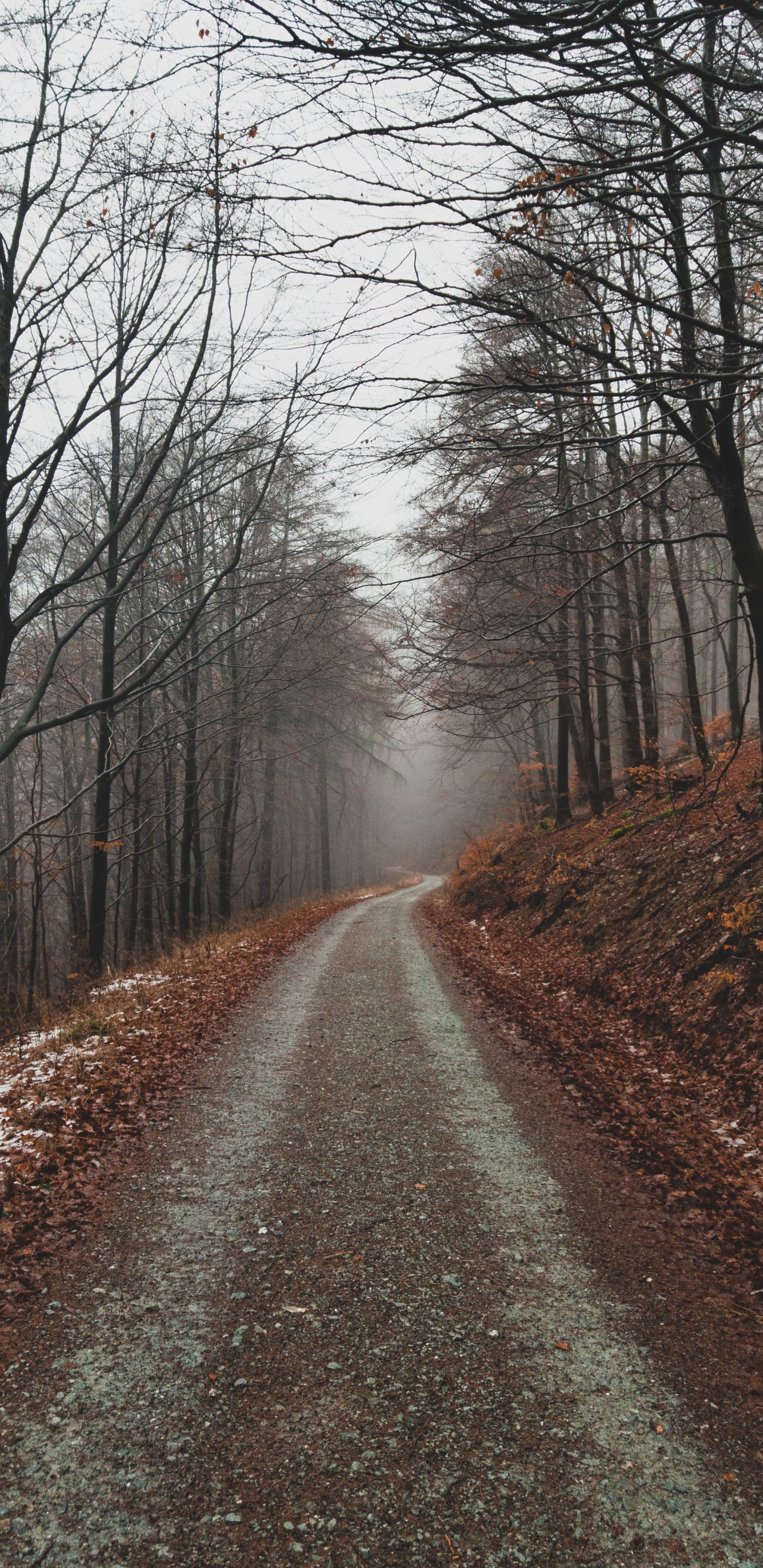 Paysage Naturel, Nature, Forêt, Environnement Naturel, Woodland. Wallpaper in 1440x2960 Resolution