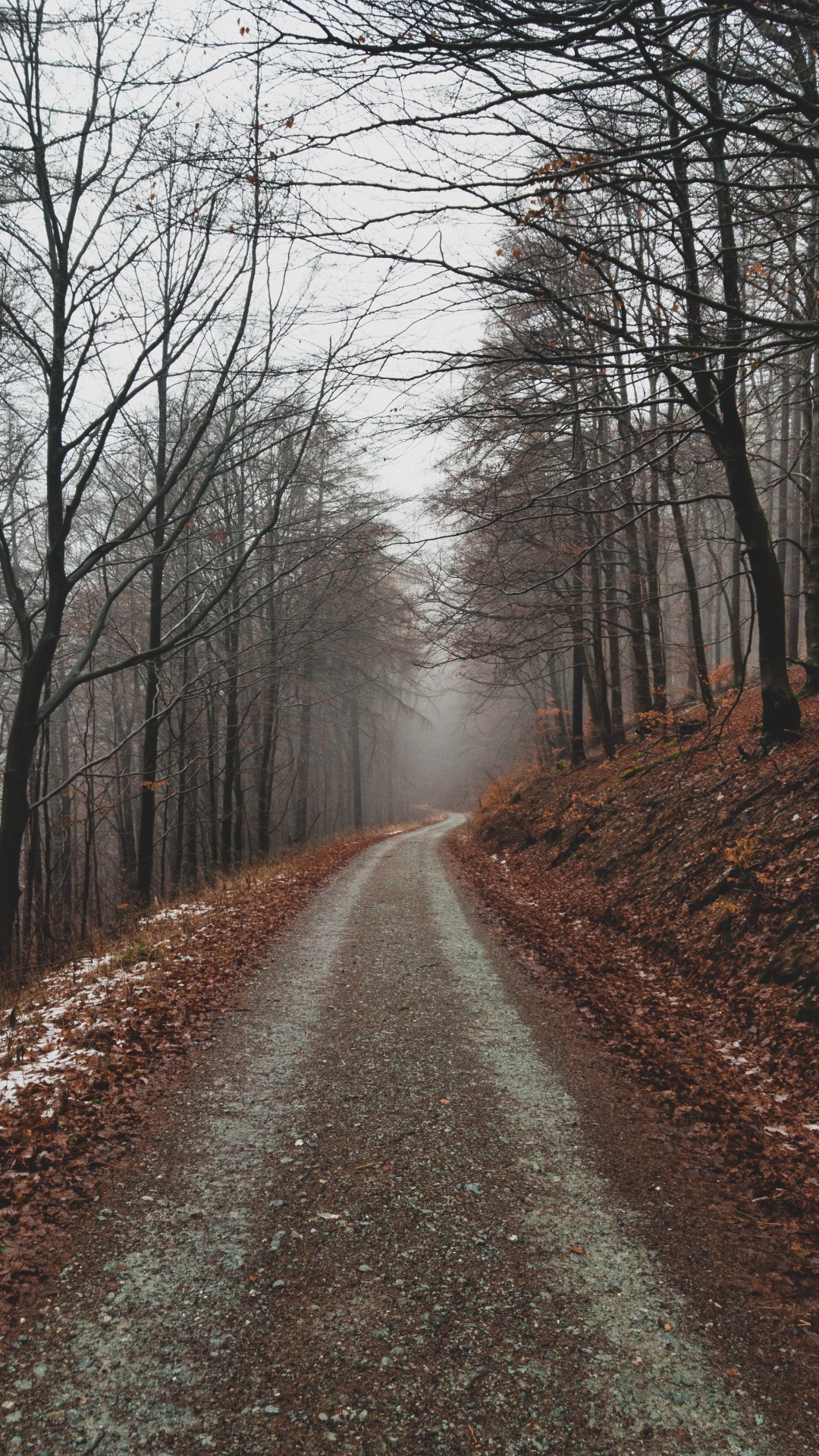 Tree, Branch, Natural Landscape, Nature, Forest. Wallpaper in 1080x1920 Resolution