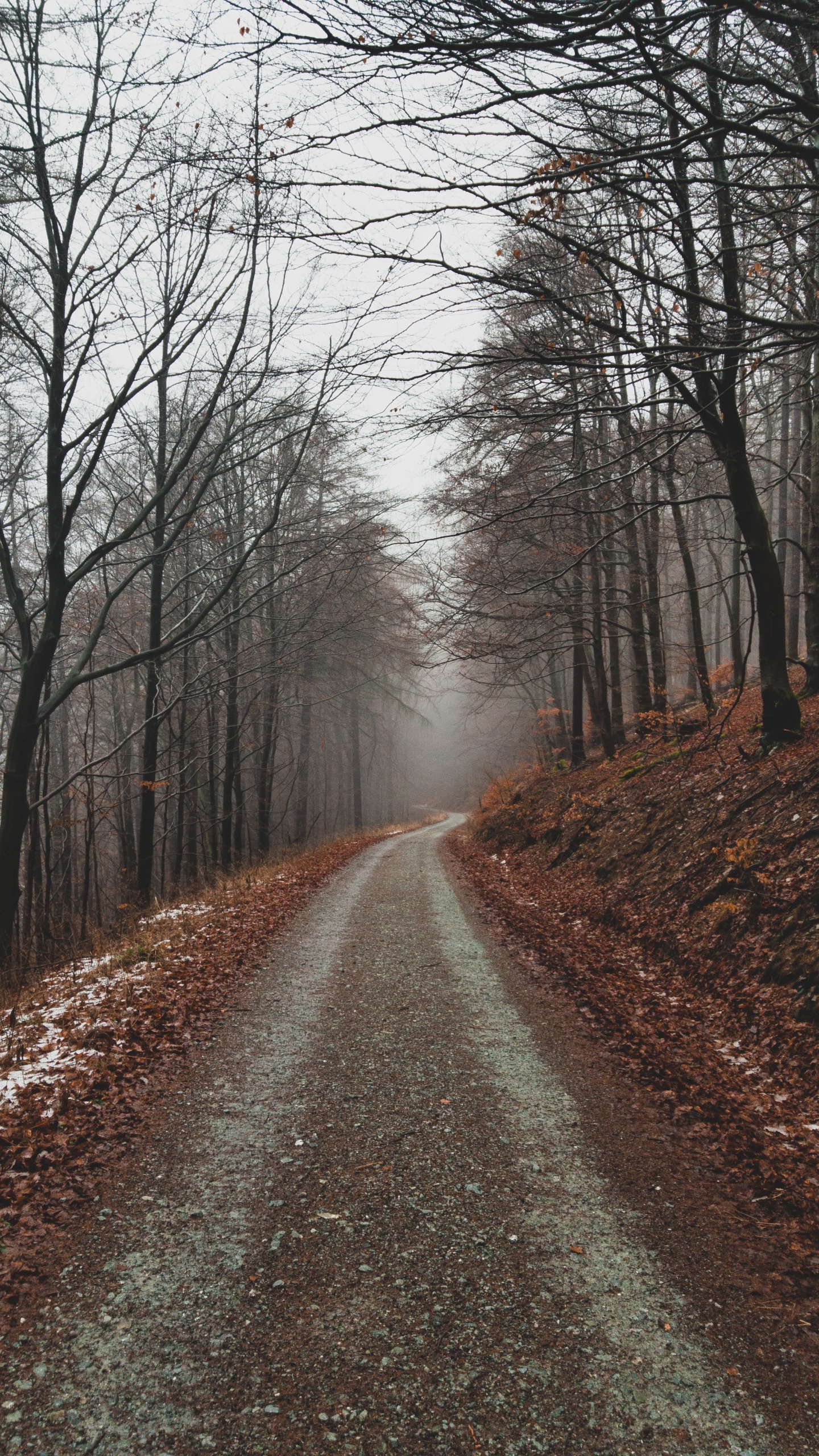 Baum, Branch, Naturlandschaft, Natur, Wald. Wallpaper in 1440x2560 Resolution