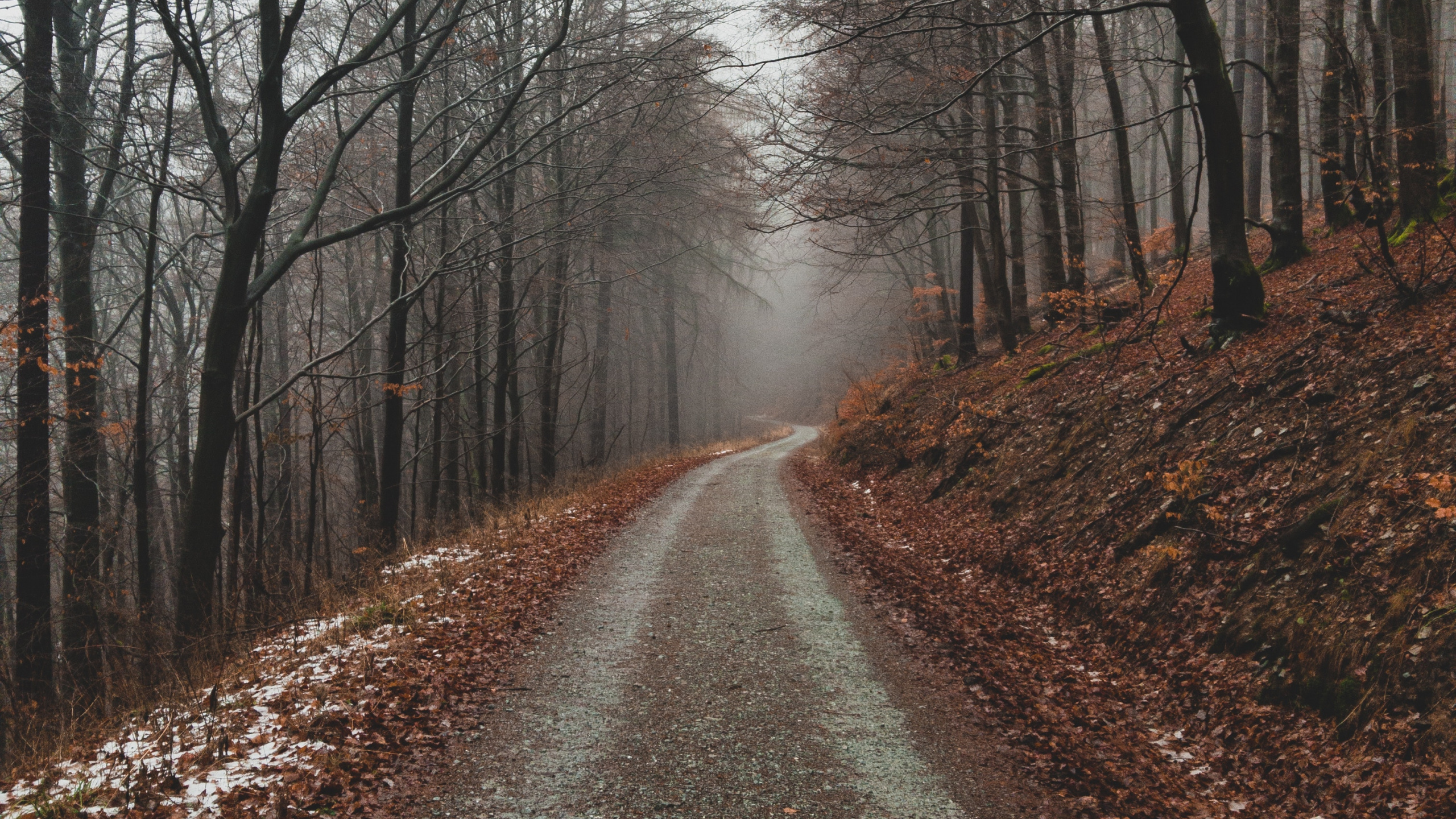 Baum, Branch, Naturlandschaft, Natur, Wald. Wallpaper in 2560x1440 Resolution