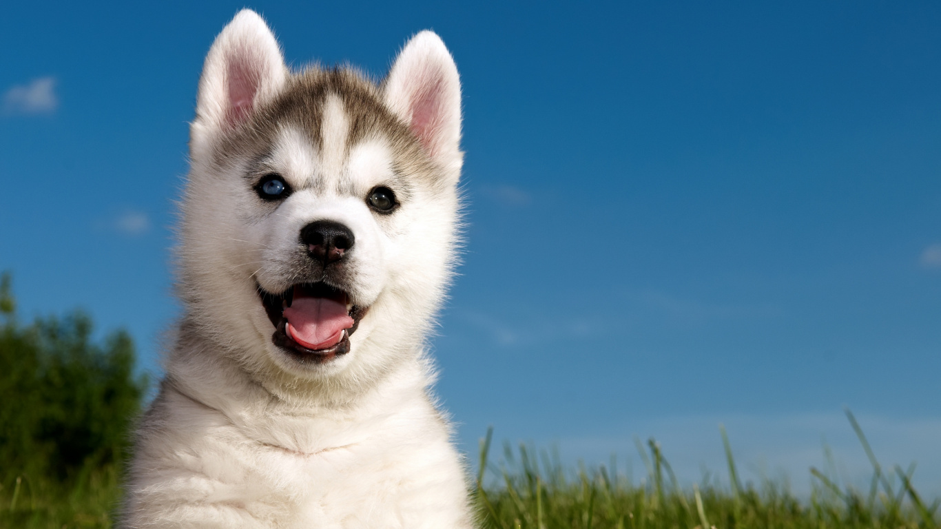 White and Black Siberian Husky Puppy on Green Grass Field During Daytime. Wallpaper in 1366x768 Resolution