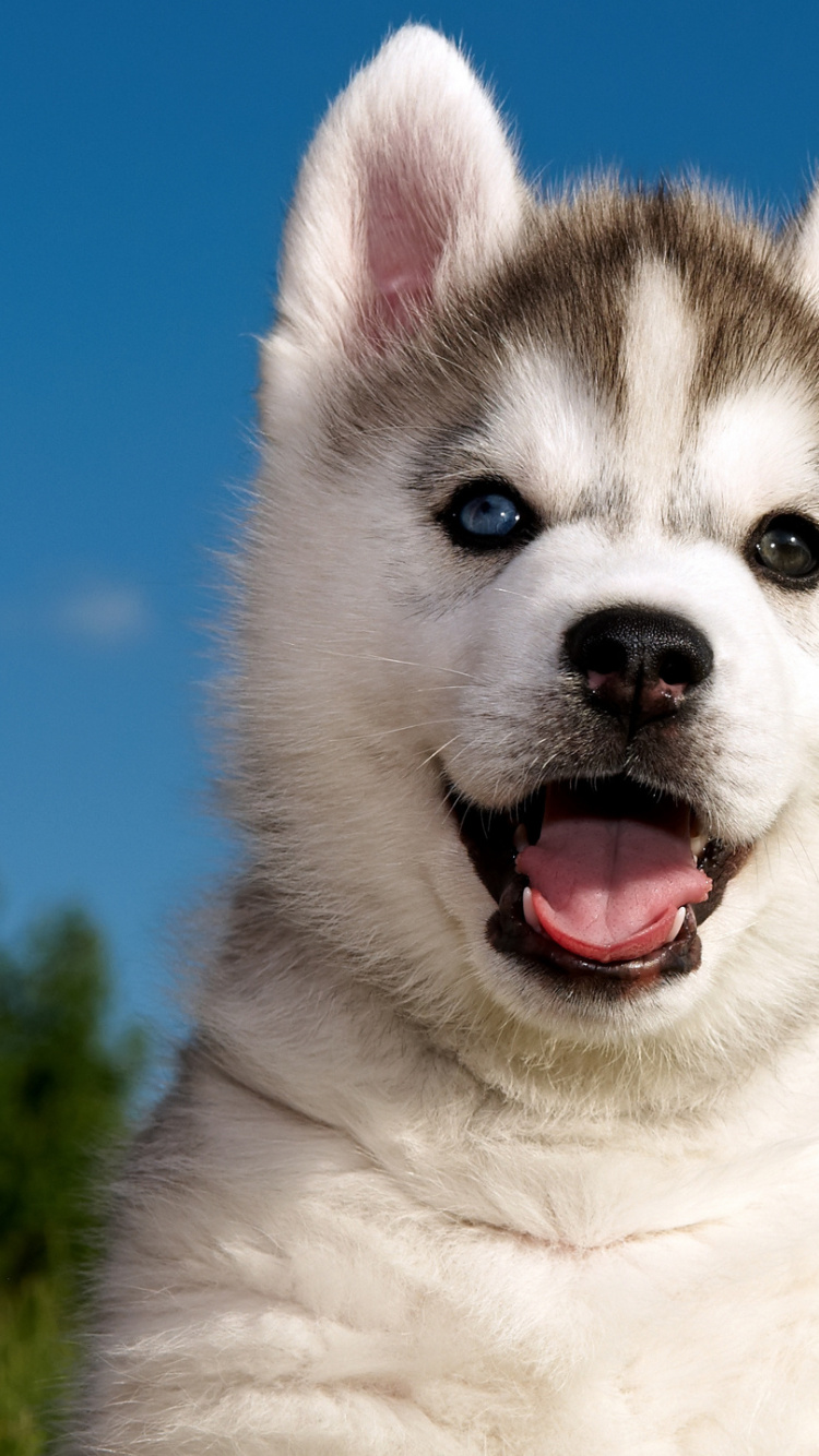 White and Black Siberian Husky Puppy on Green Grass Field During Daytime. Wallpaper in 750x1334 Resolution
