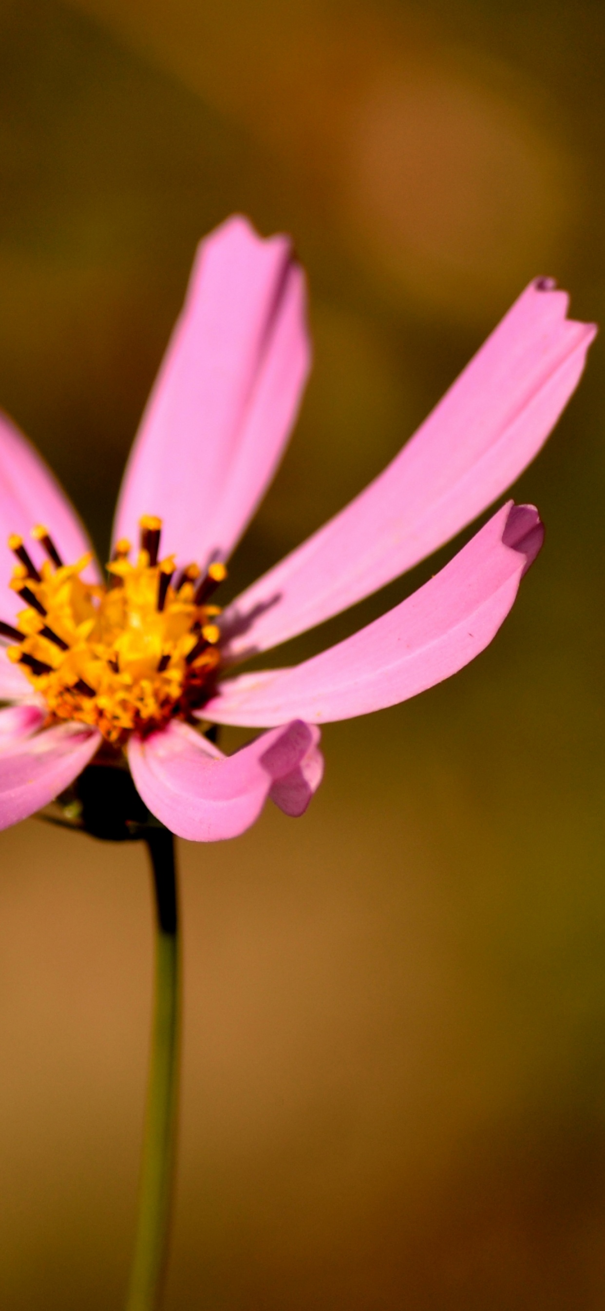 Lila Blume in Tilt-Shift-Linse. Wallpaper in 1242x2688 Resolution