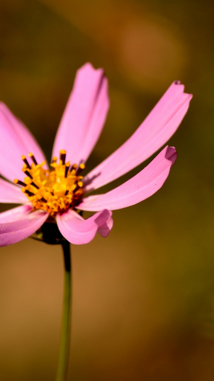 Flor Morada en Lente de Cambio de Inclinación. Wallpaper in 720x1280 Resolution