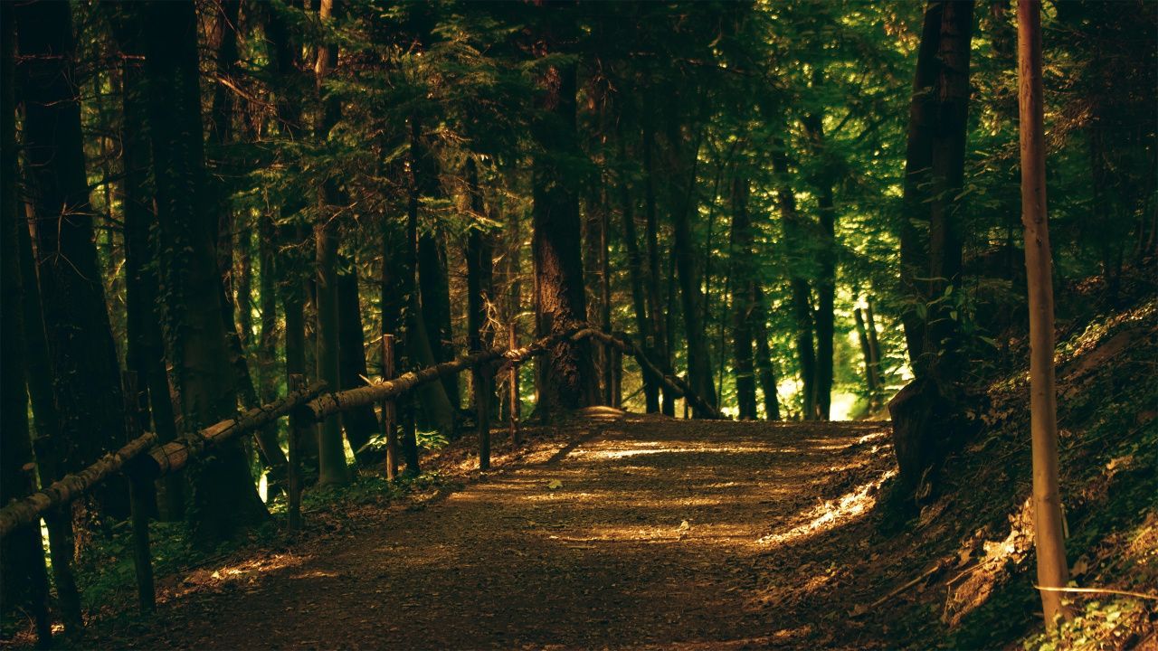 Brown Dirt Road in The Middle of Forest During Daytime. Wallpaper in 1280x720 Resolution
