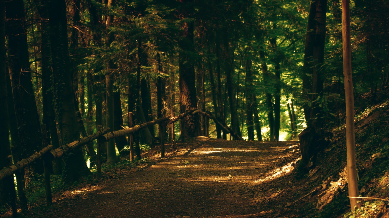 Brown Dirt Road in The Middle of Forest During Daytime. Wallpaper in 1366x768 Resolution