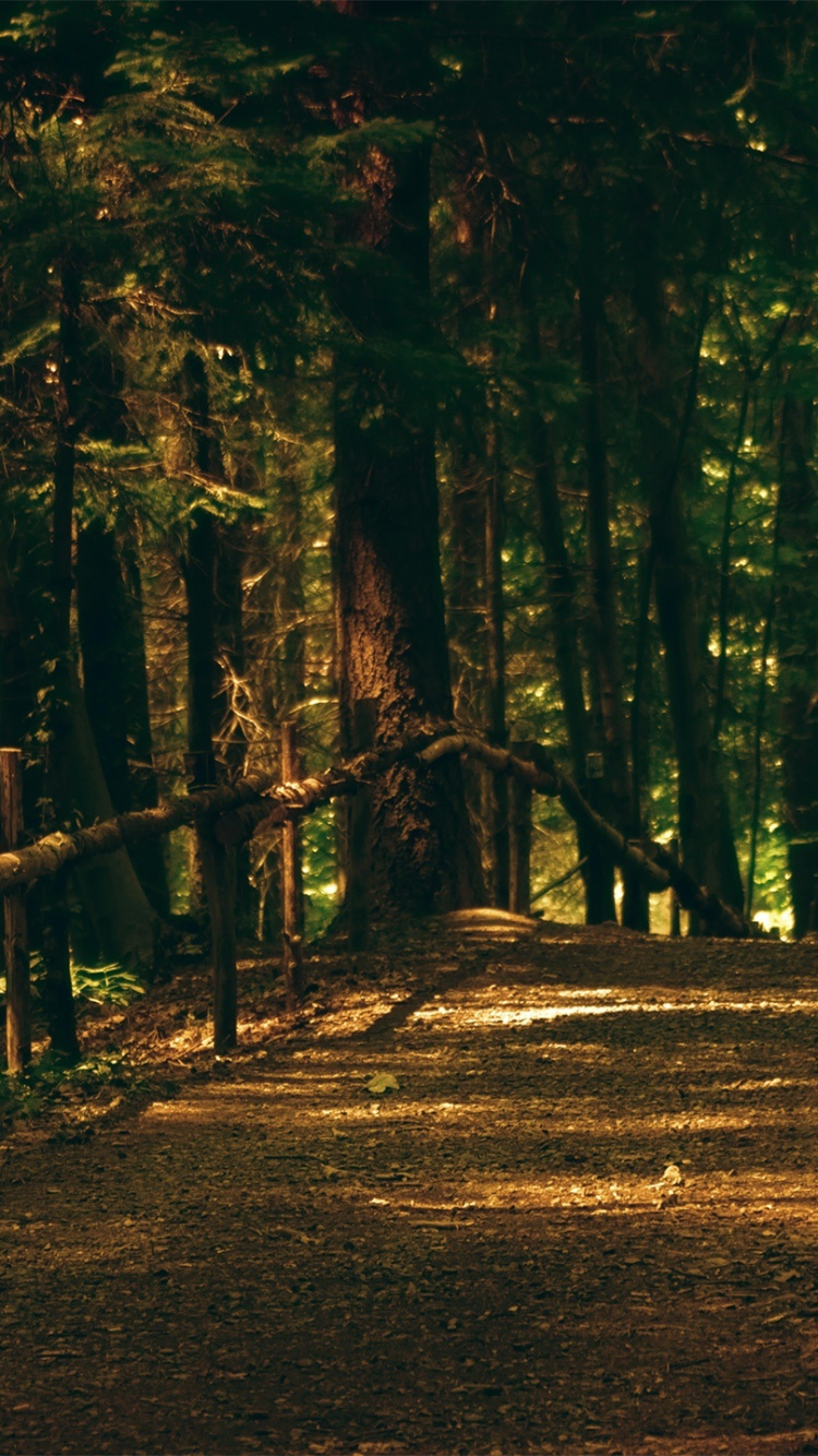 Brown Dirt Road in The Middle of Forest During Daytime. Wallpaper in 750x1334 Resolution