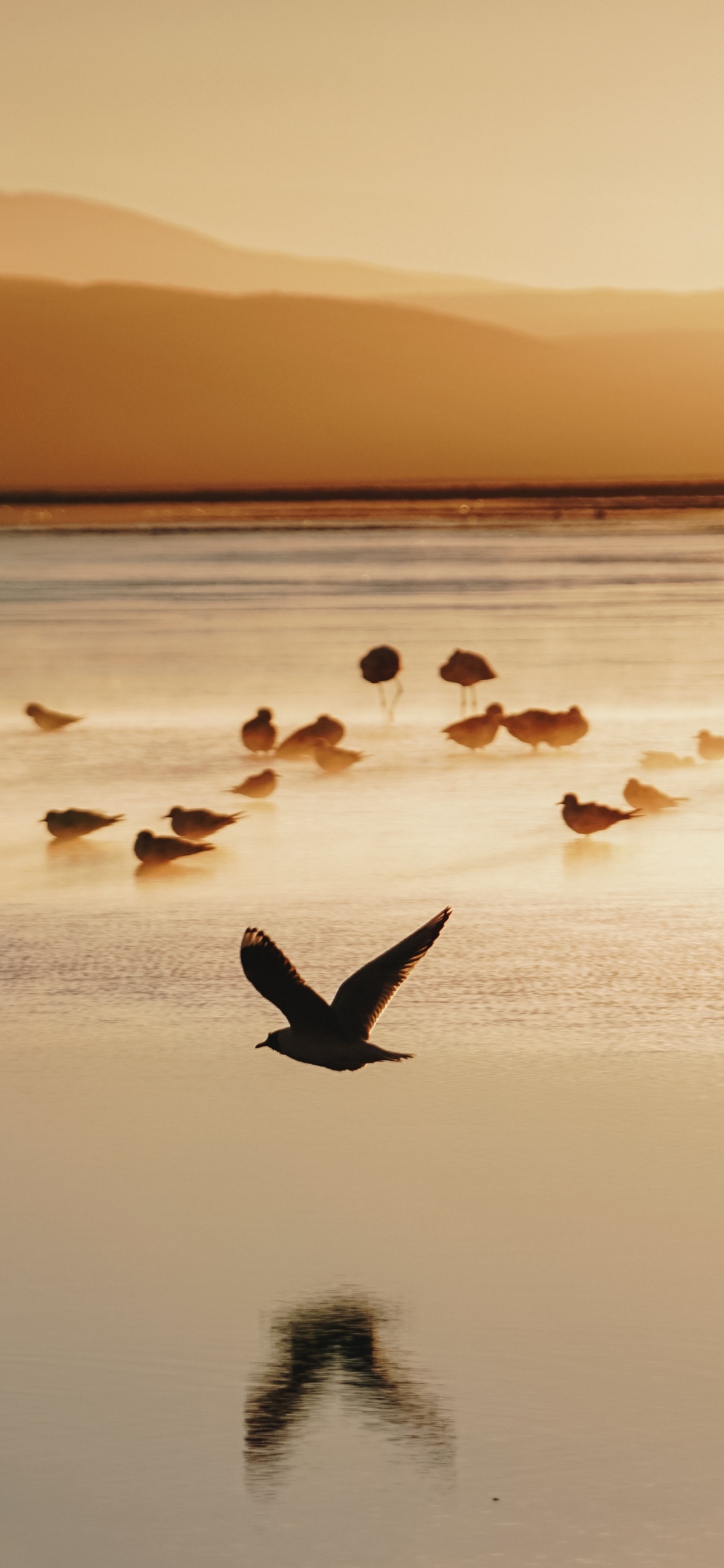 Bandada de Pájaros en el Agua Durante la Puesta de Sol. Wallpaper in 1125x2436 Resolution