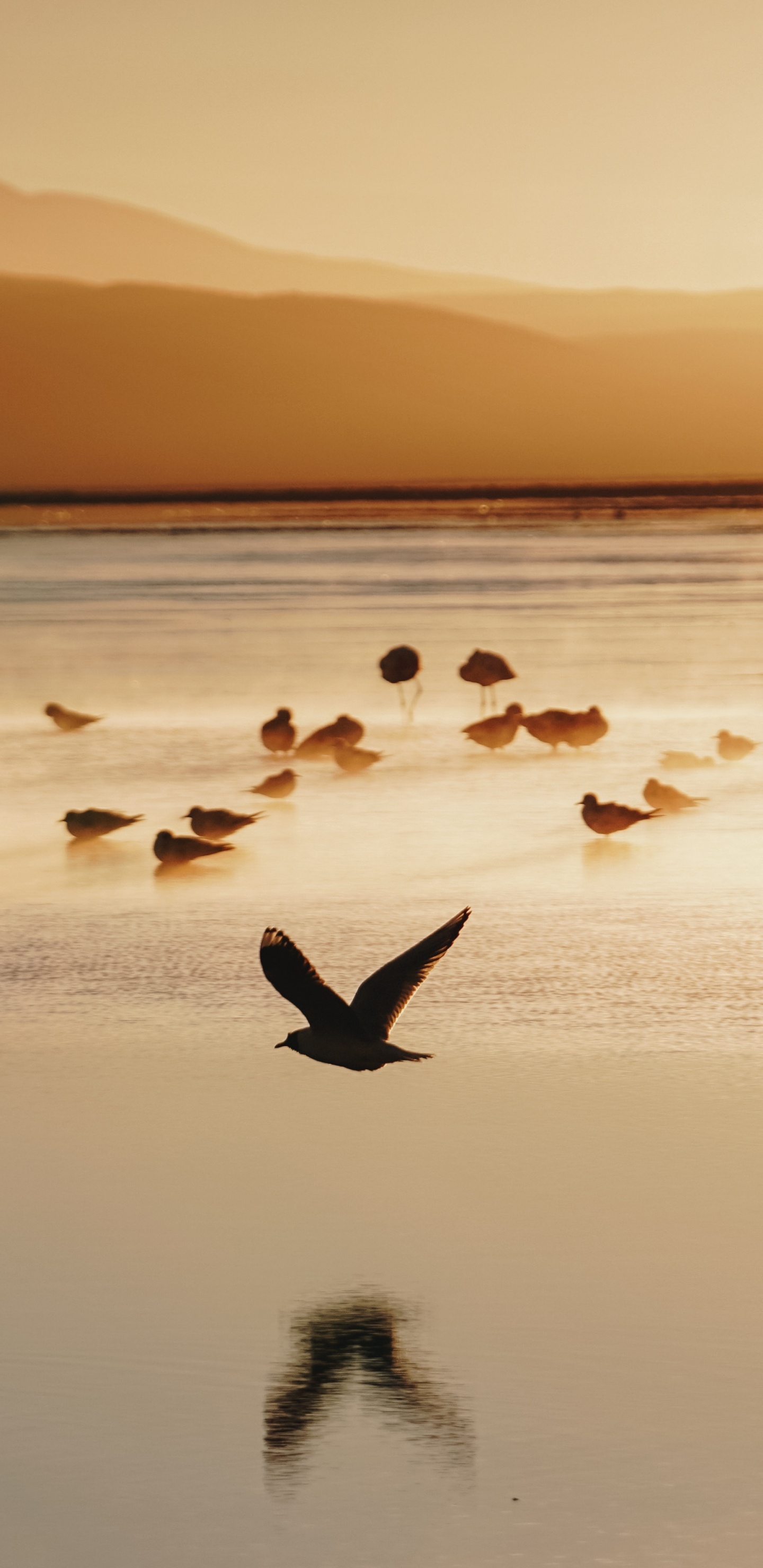 Bandada de Pájaros en el Agua Durante la Puesta de Sol. Wallpaper in 1440x2960 Resolution
