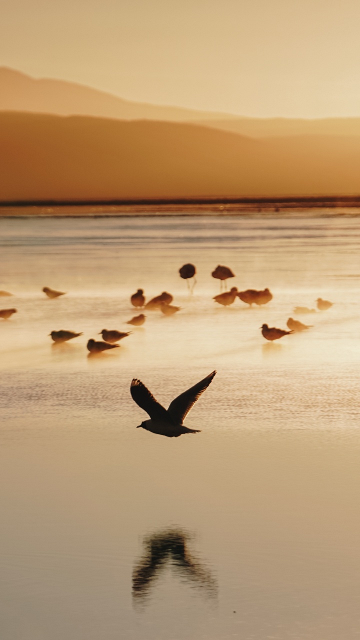 Volée D'oiseaux Sur L'eau Pendant le Coucher du Soleil. Wallpaper in 720x1280 Resolution