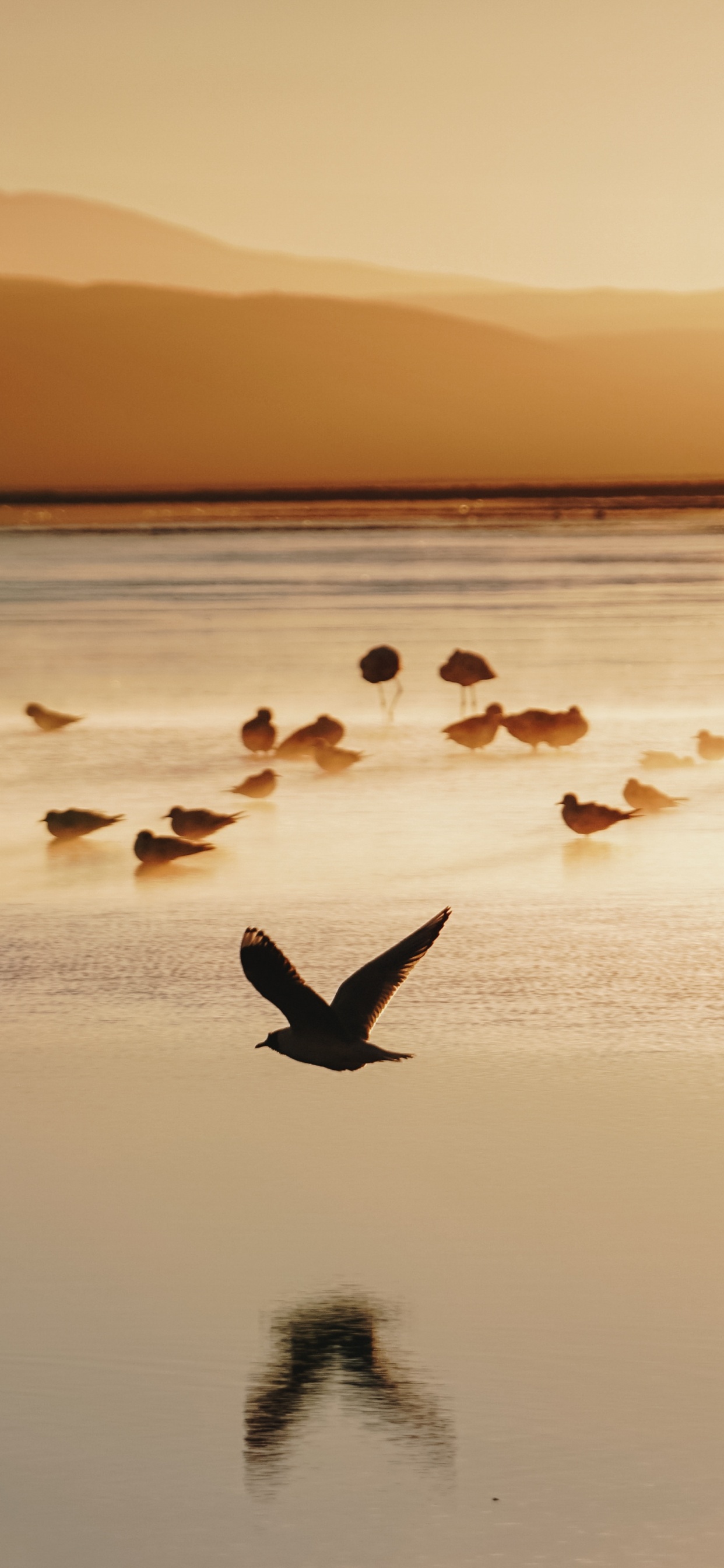 Flock of Birds on Water During Sunset. Wallpaper in 1242x2688 Resolution