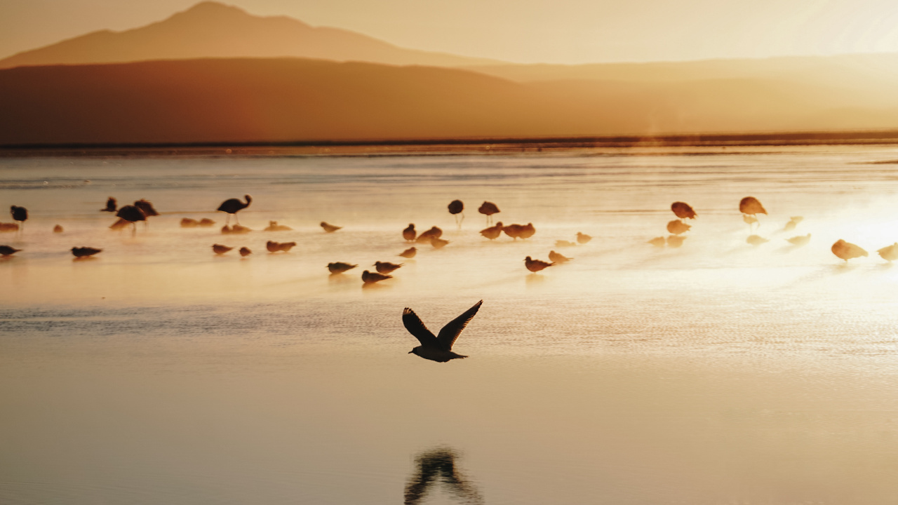 Flock of Birds on Water During Sunset. Wallpaper in 1280x720 Resolution