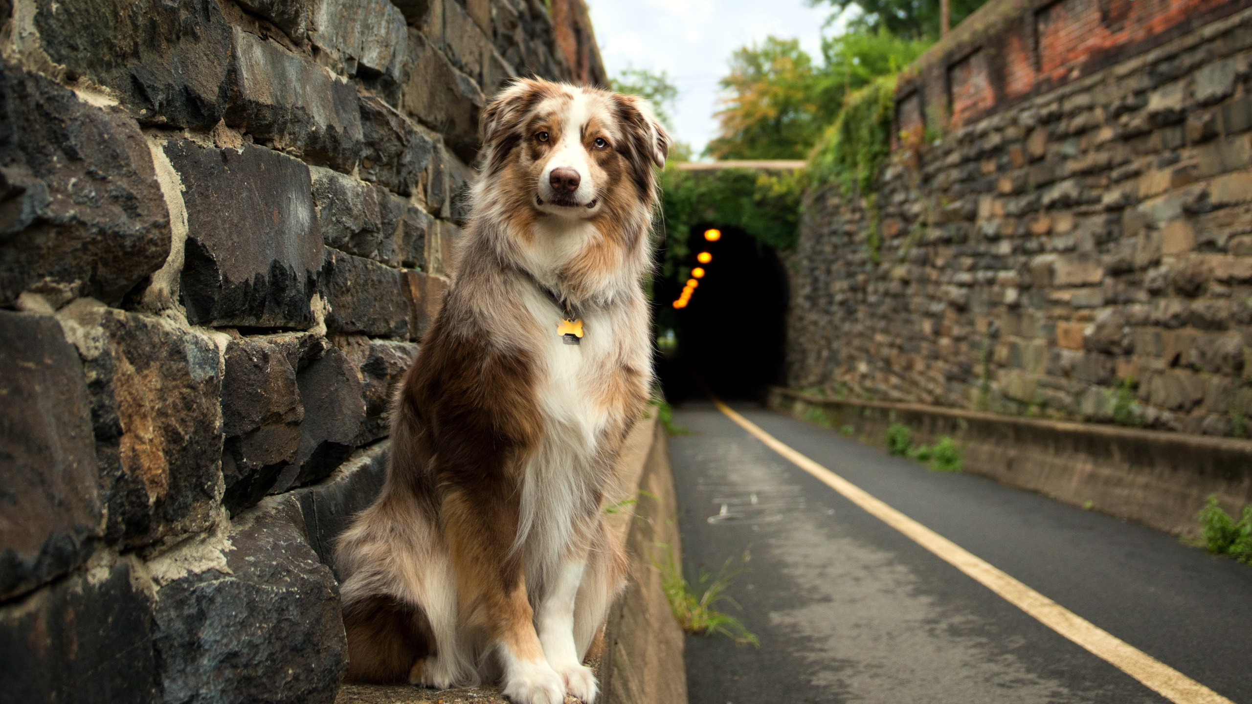 Brown and White Long Coated Dog Sitting on Gray Concrete Pavement During Daytime. Wallpaper in 2560x1440 Resolution