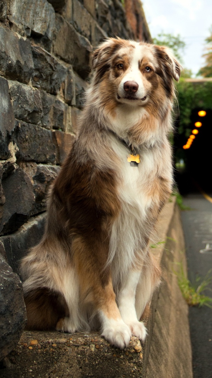 Brown and White Long Coated Dog Sitting on Gray Concrete Pavement During Daytime. Wallpaper in 720x1280 Resolution