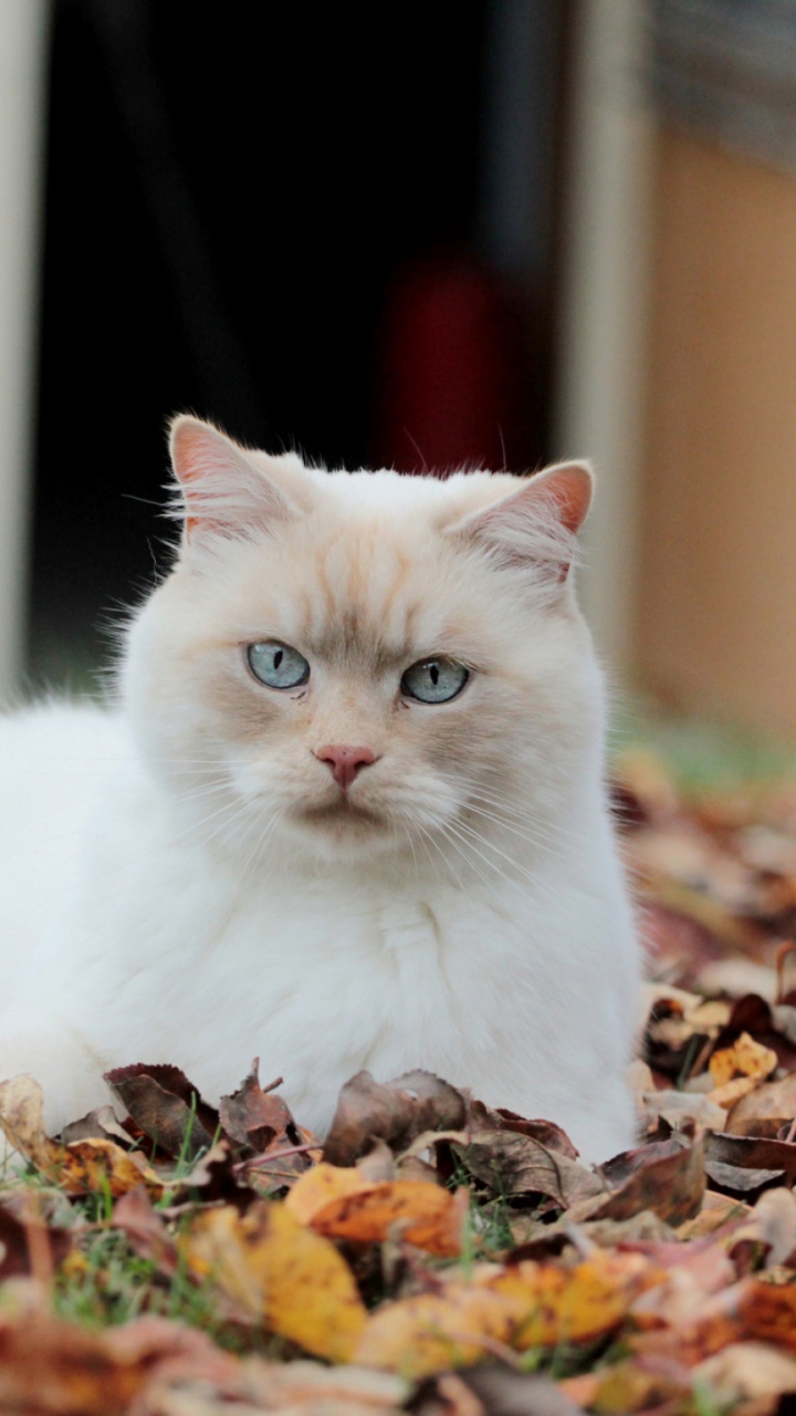 White Cat on Brown Leaves. Wallpaper in 720x1280 Resolution