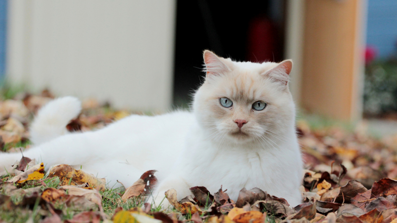 Chat Blanc Sur Feuilles Brunes. Wallpaper in 1280x720 Resolution