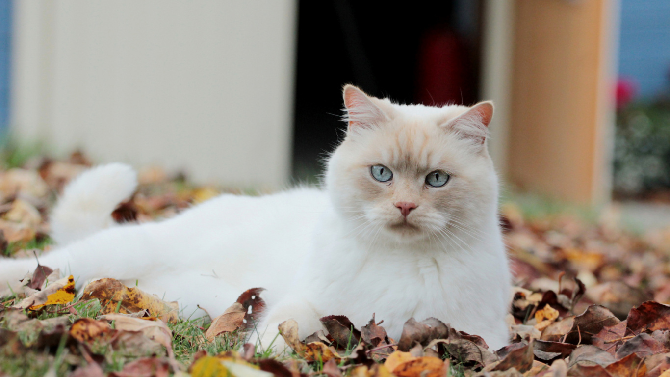 Chat Blanc Sur Feuilles Brunes. Wallpaper in 1366x768 Resolution