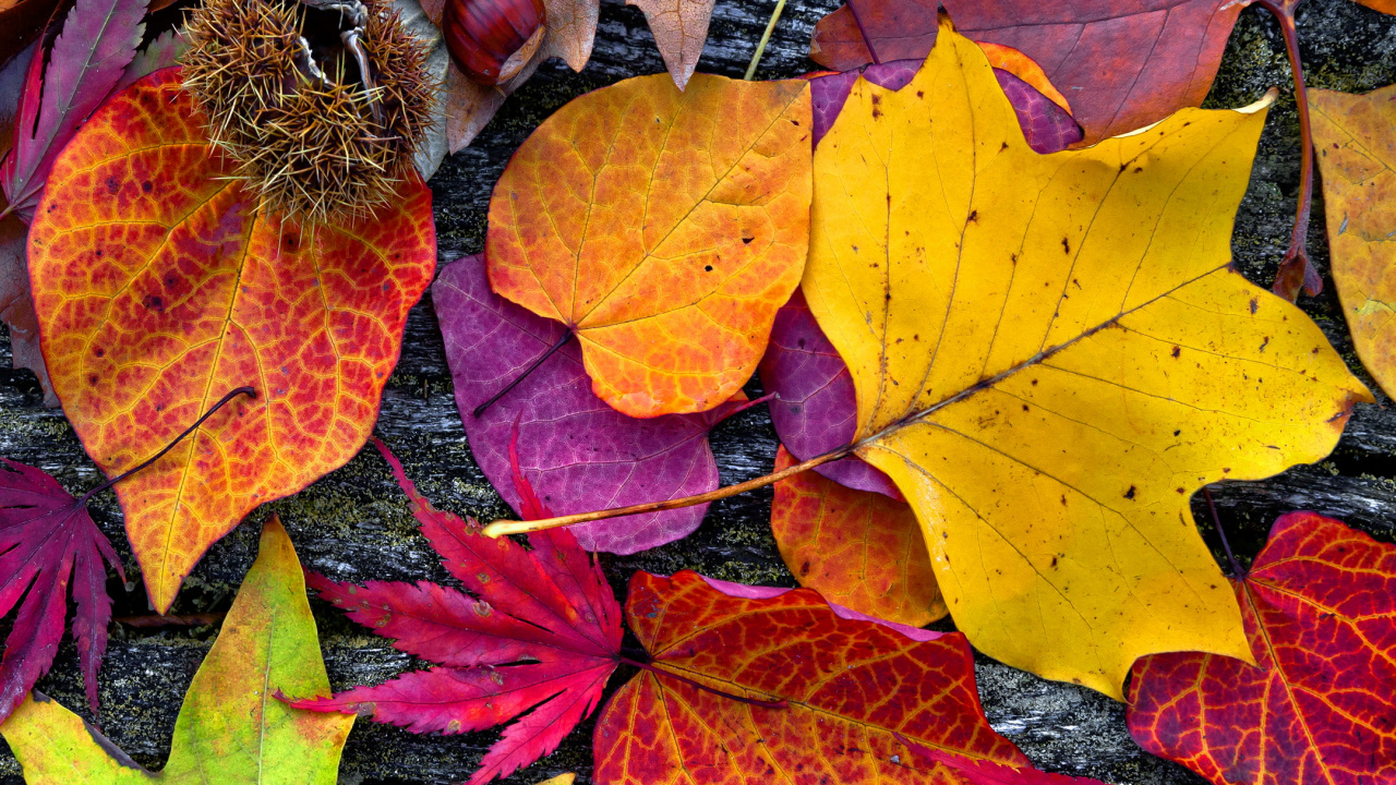 Autumn, Poster, Painting, Brown, Leaf. Wallpaper in 1280x720 Resolution