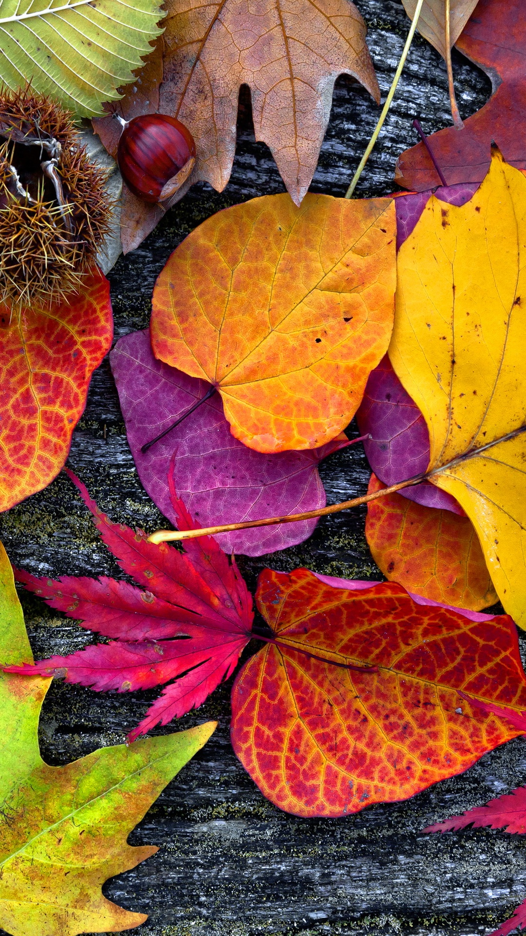 Herbst, Poster, Malerei, Brown, Blatt. Wallpaper in 1080x1920 Resolution