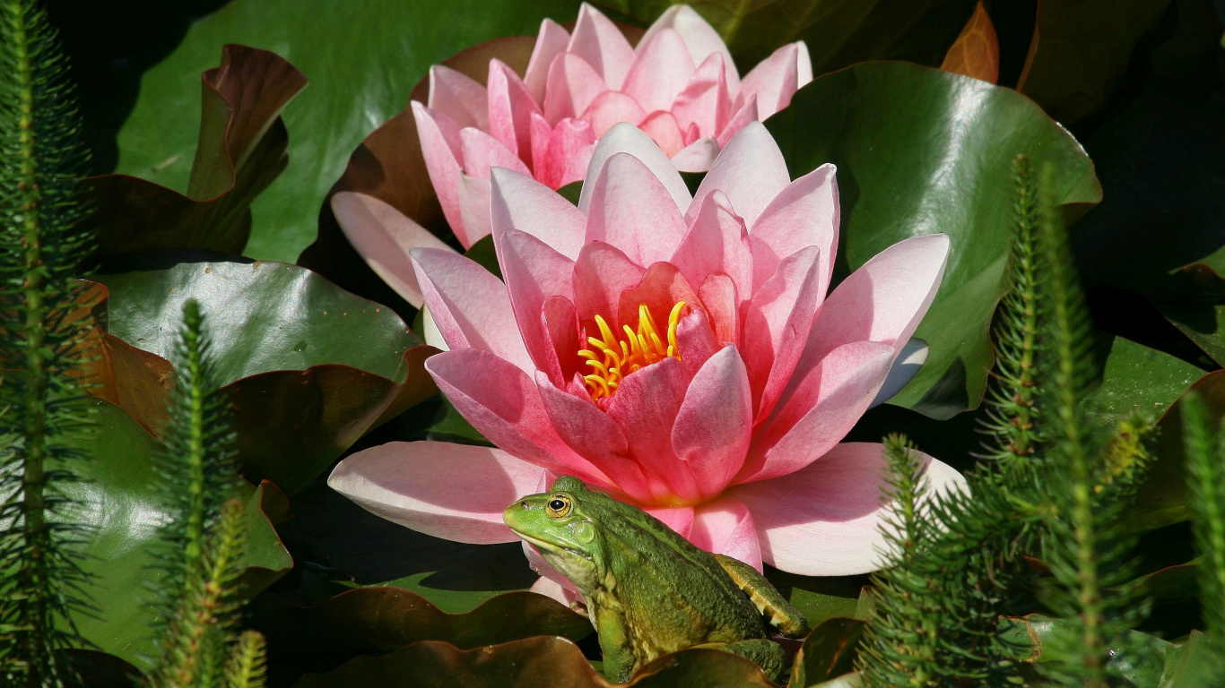 Fleur de Lotus Rose en Fleurs Pendant la Journée. Wallpaper in 1366x768 Resolution