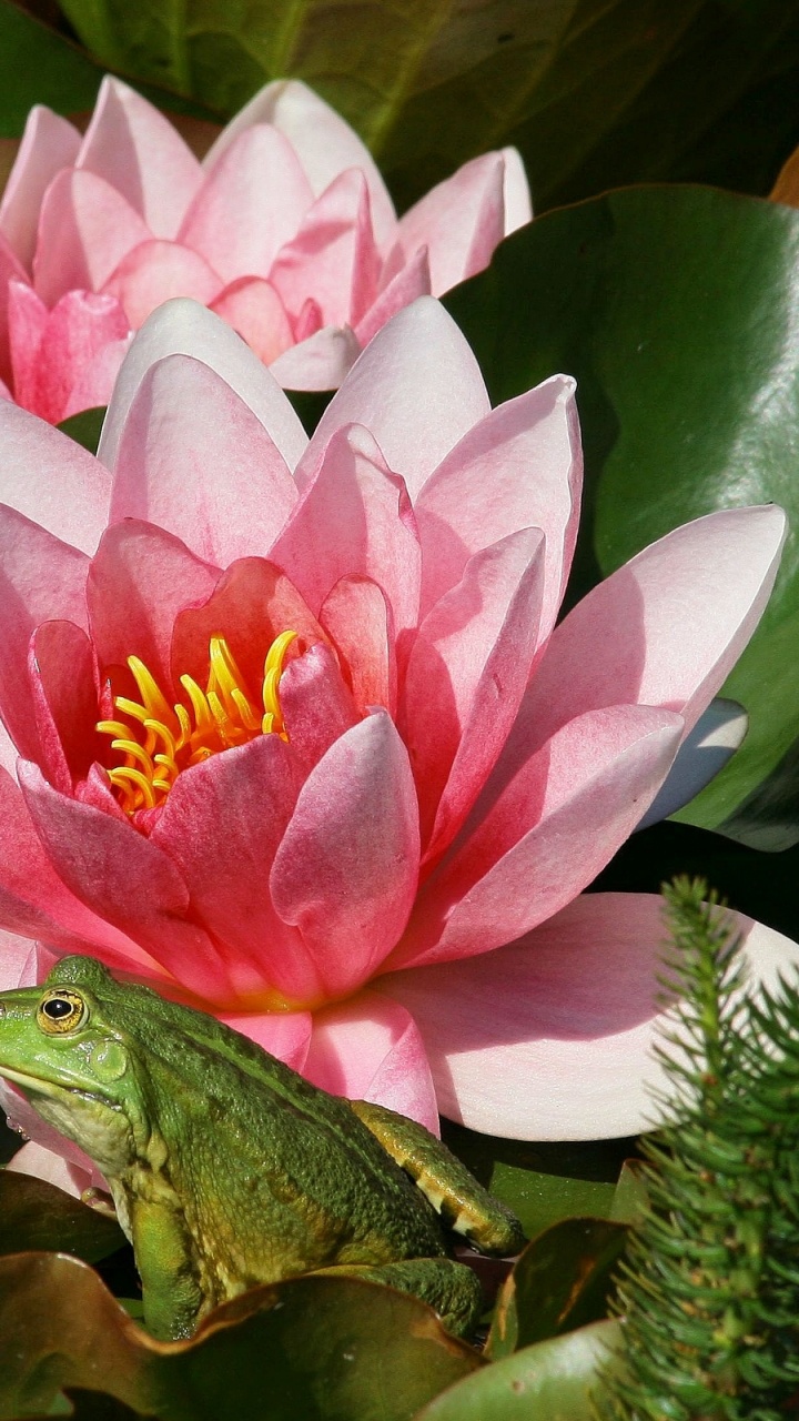 Fleur de Lotus Rose en Fleurs Pendant la Journée. Wallpaper in 720x1280 Resolution