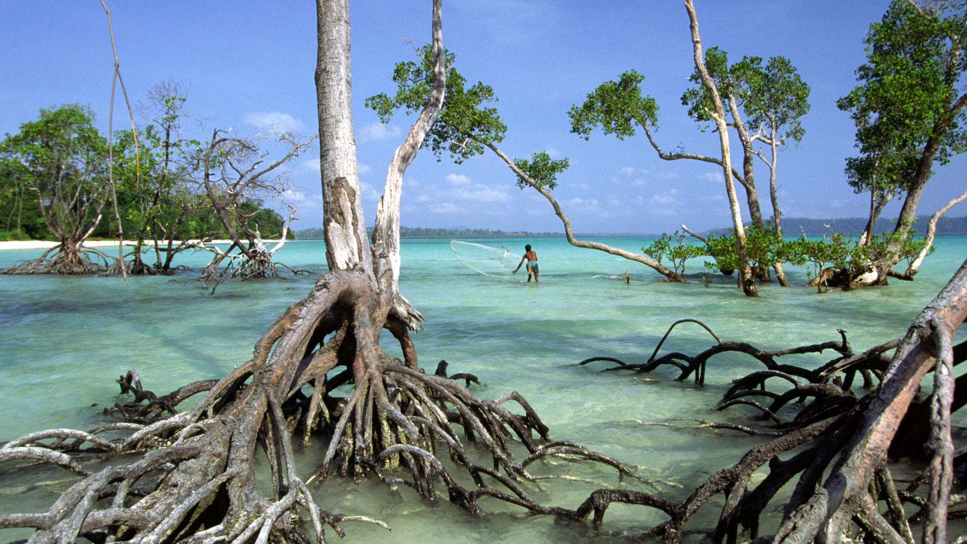 Brown Tree Trunk on Body of Water During Daytime. Wallpaper in 1920x1080 Resolution