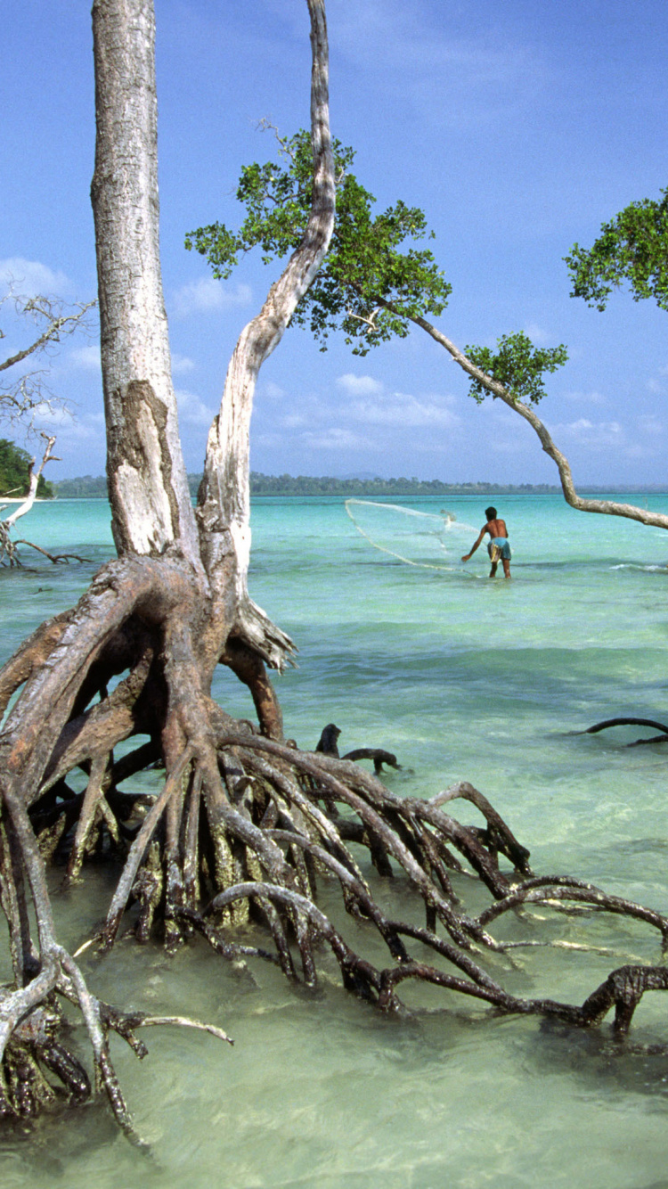 Brown Tree Trunk on Body of Water During Daytime. Wallpaper in 750x1334 Resolution