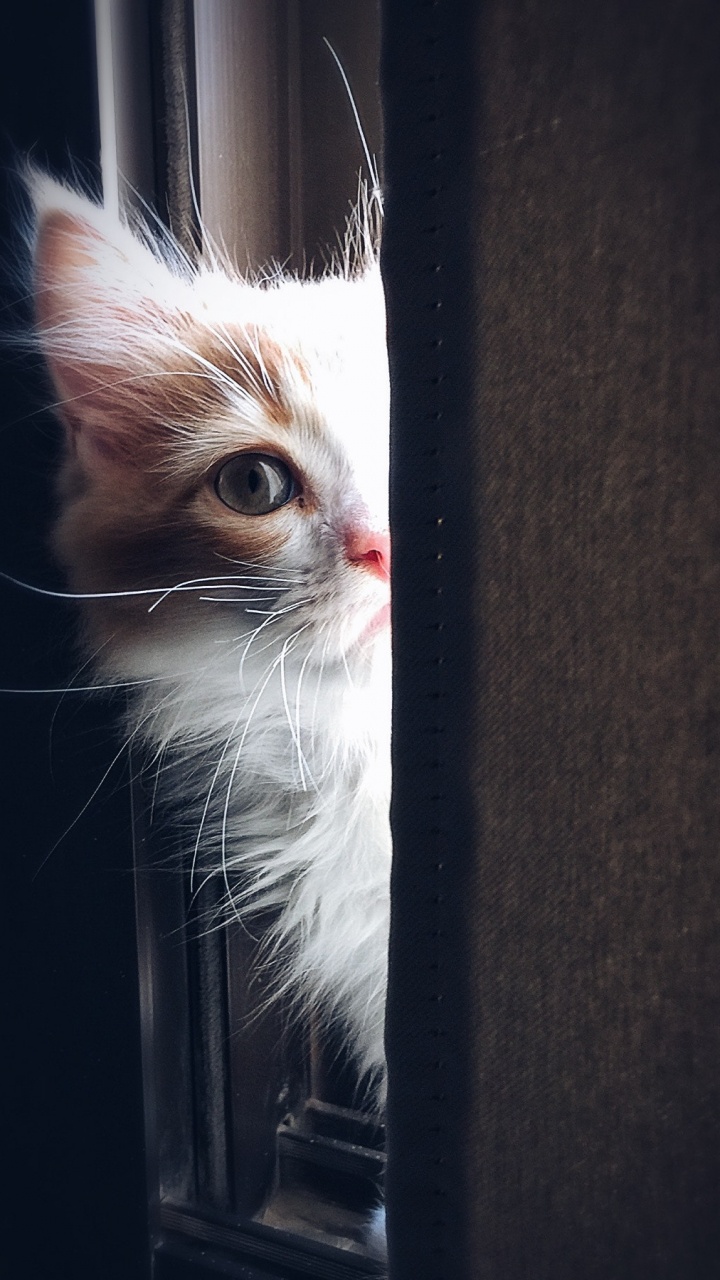 Cute Cat, Cat, Kitten, International Cat Day, Tabby Cat. Wallpaper in 720x1280 Resolution