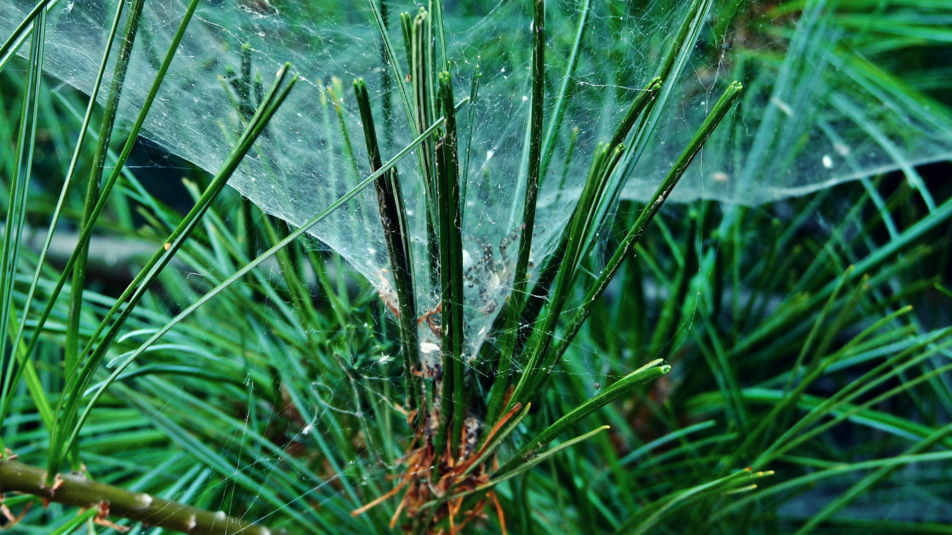 Spider Web on Green Plant. Wallpaper in 1920x1080 Resolution