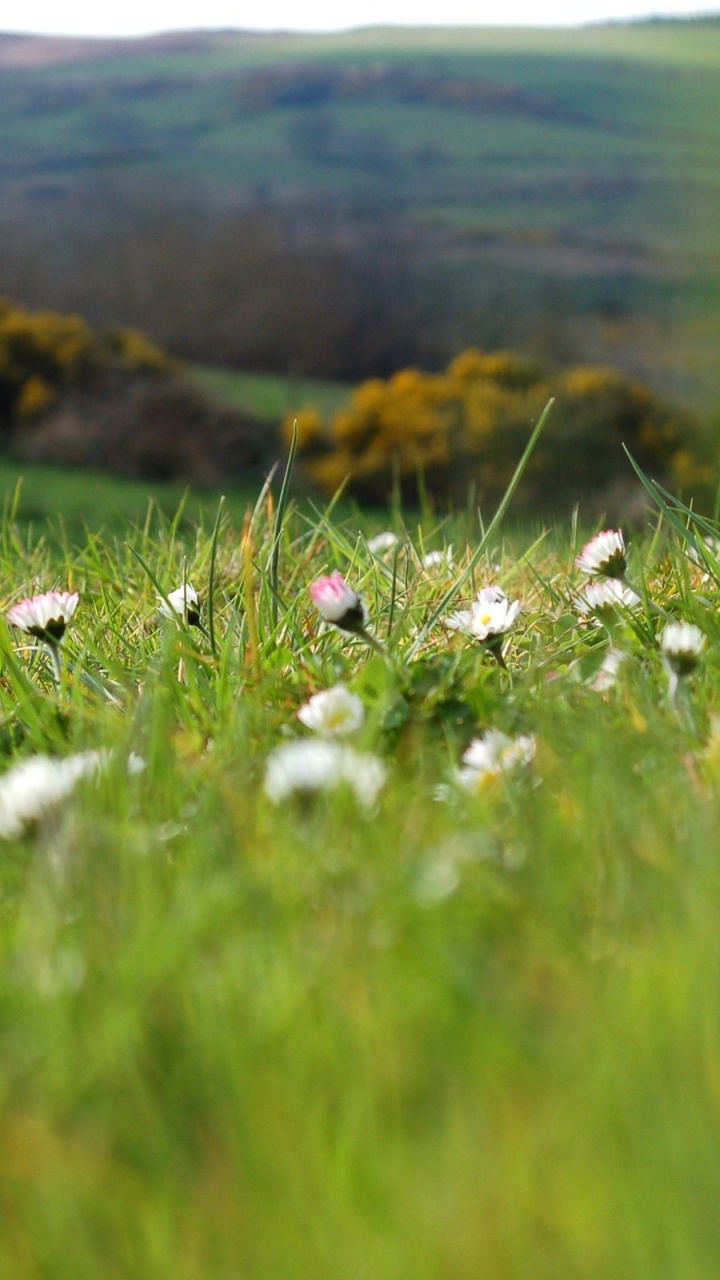 Fleurs Blanches Sur Terrain D'herbe Verte Pendant la Journée. Wallpaper in 720x1280 Resolution