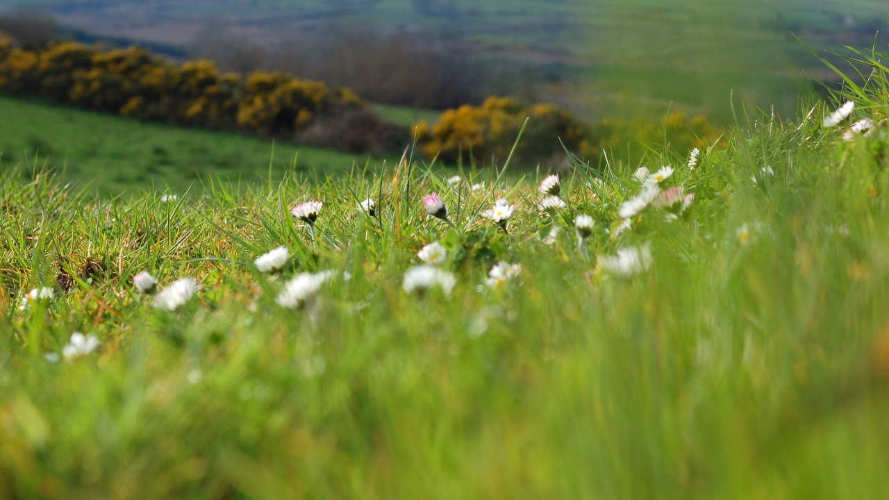 White Flowers on Green Grass Field During Daytime. Wallpaper in 1280x720 Resolution
