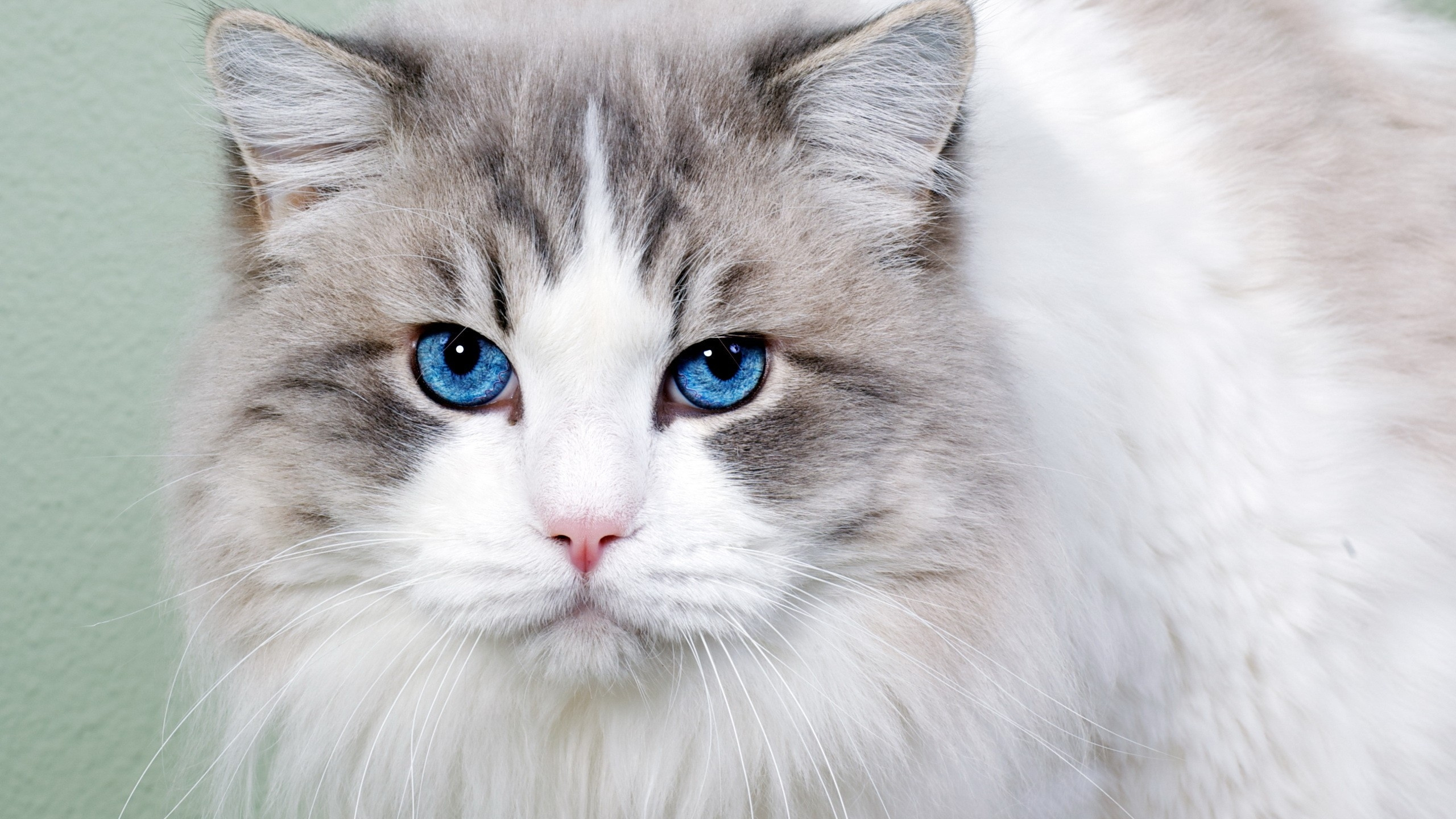 White and Grey Long Fur Cat. Wallpaper in 2560x1440 Resolution
