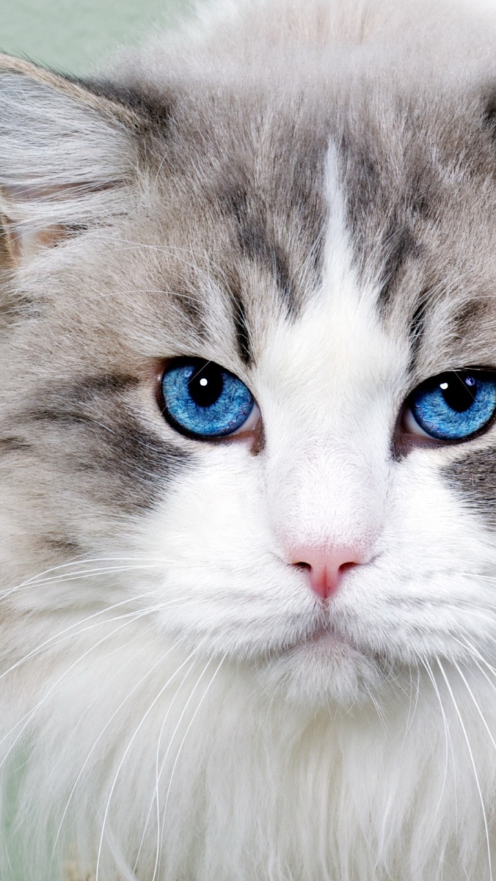 Gato de Pelo Largo Blanco y Gris. Wallpaper in 720x1280 Resolution